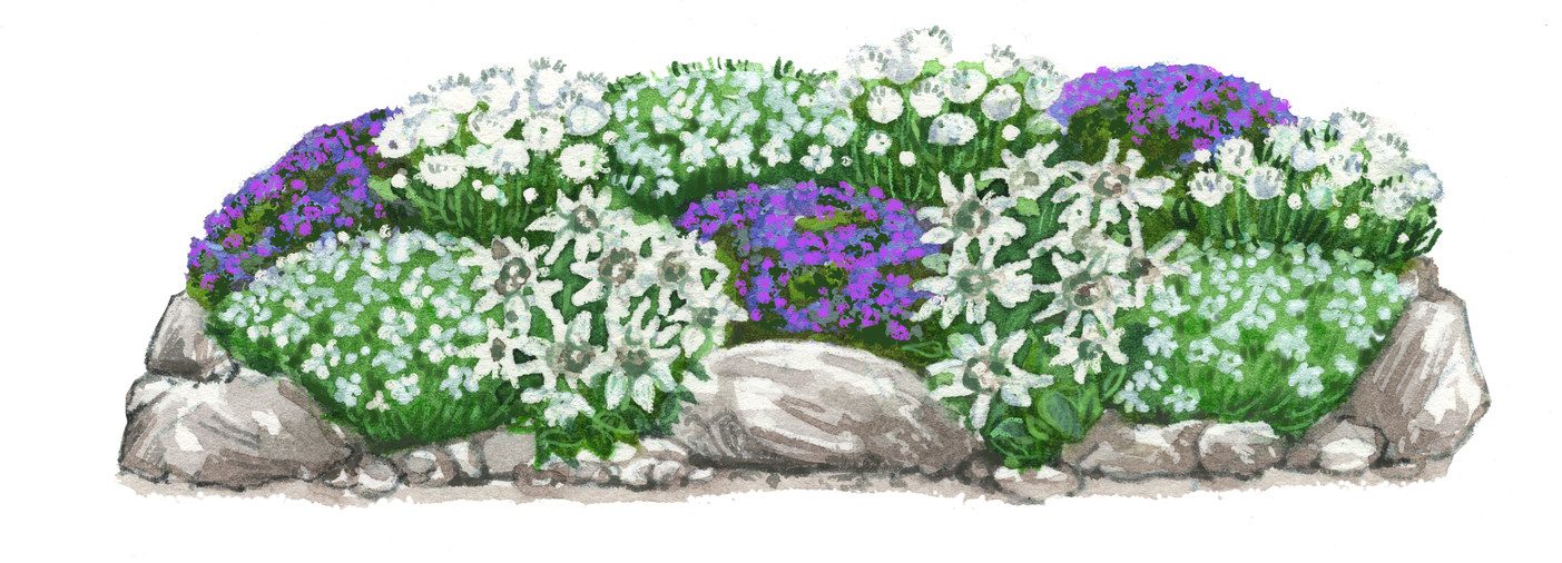 Dehner Staude Bio Stauden-Set Alpengarten, je 5-20 cm, Ø Topf 9 cm, mehrjährige insektenfreundliche Gartenstauden, Farben blau und weiß