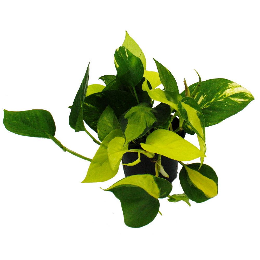 Exotenherz Zimmerpflanze Efeututen-Trio 3 ver. Sorten rankendes Epipremnum günstig online kaufen