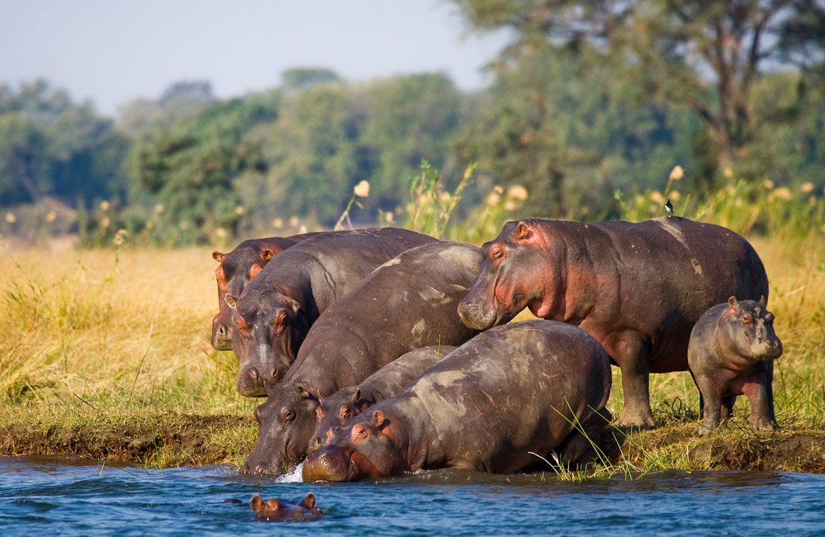 Familie Fototapete Papermoon Hippo