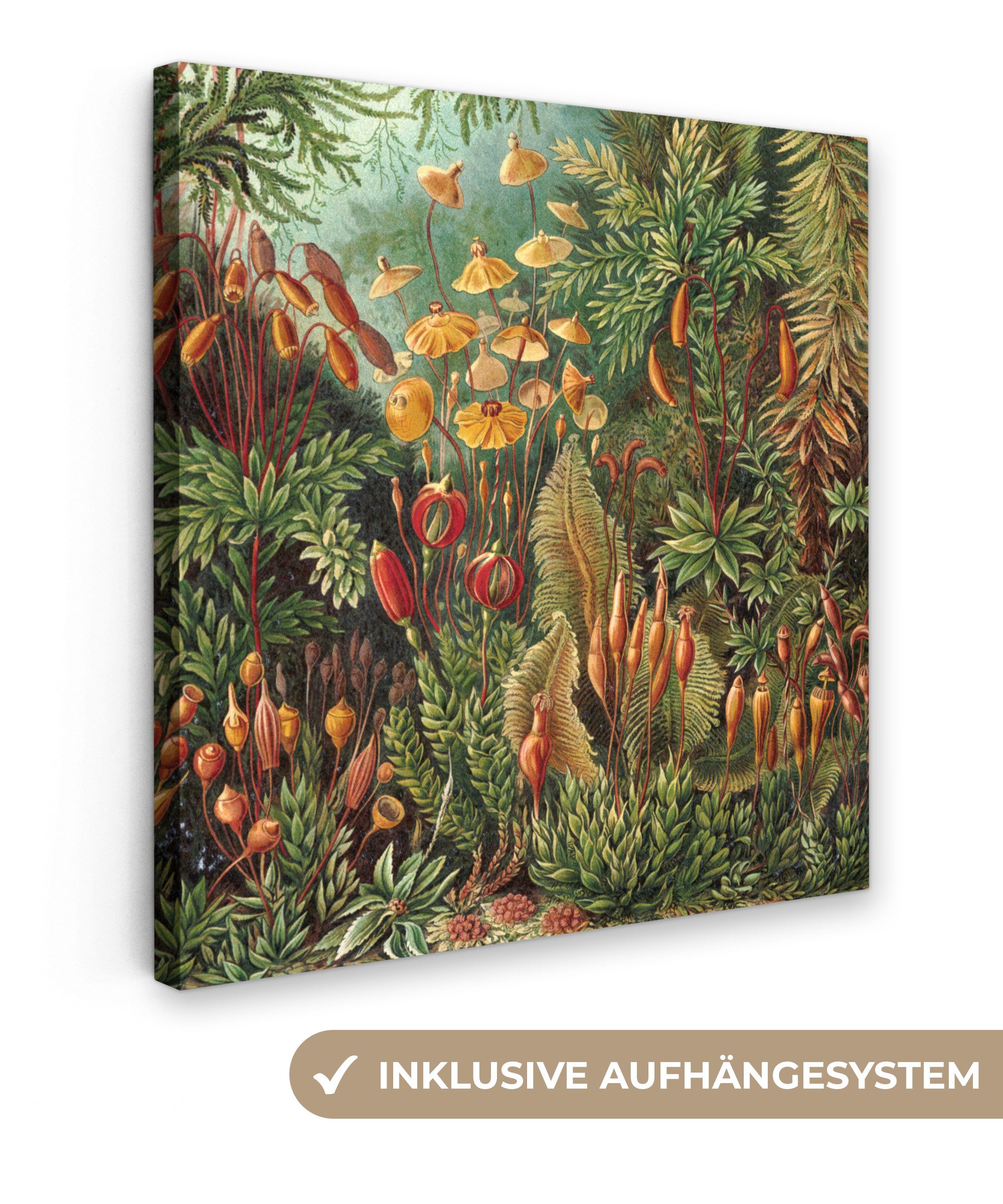 OneMillionCanvasses® Leinwandbild Muscinae - Ernst Haeckel günstig online kaufen
