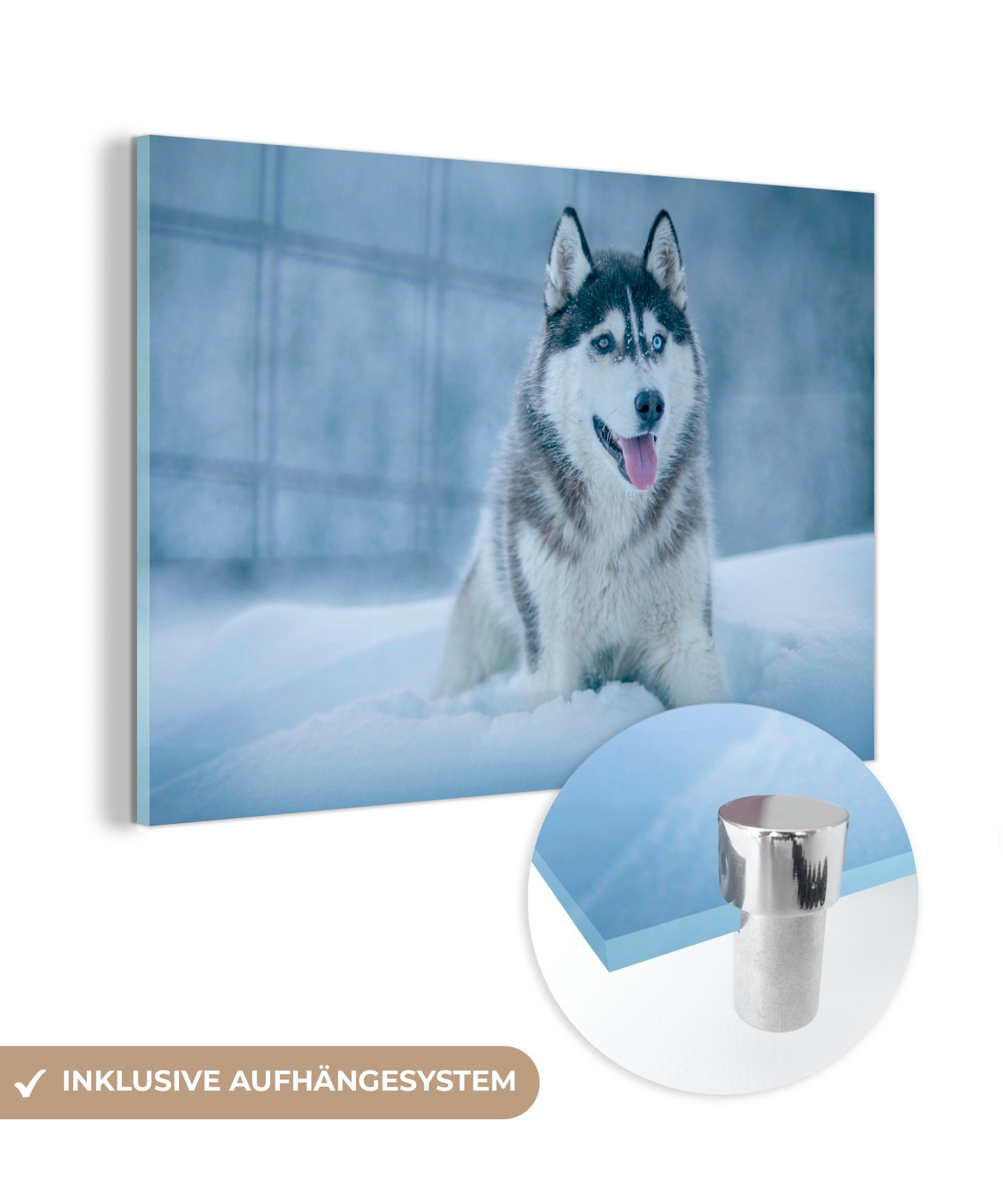 MuchoWow Acrylglasbild Husky - Schnee - Natur, (1 St), Acrylglasbilder Wohnzimmer & Schlafzimmer