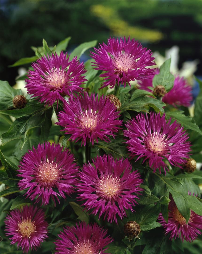 Pflanzen für Dich Staude Centaurea dealbata, 1 St., Weißliche Flockenblume, Kaukasus-Flockenblume