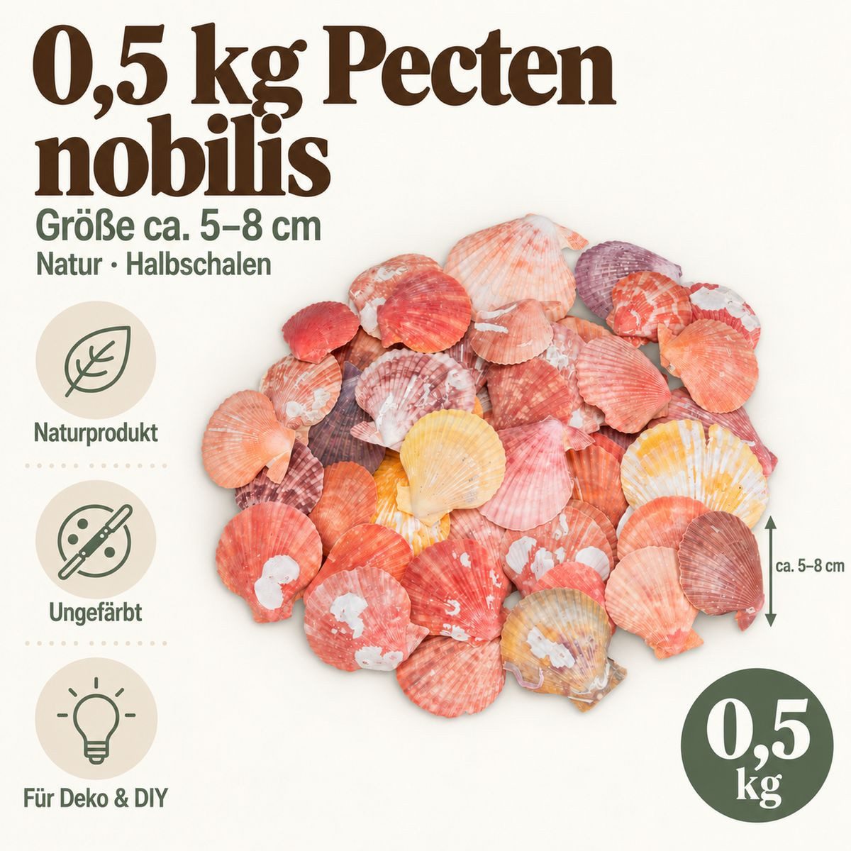 NaDeco Bastelnaturmaterial Pecten nobilis, Natur, 5-8 cm, 0,5 kg ...