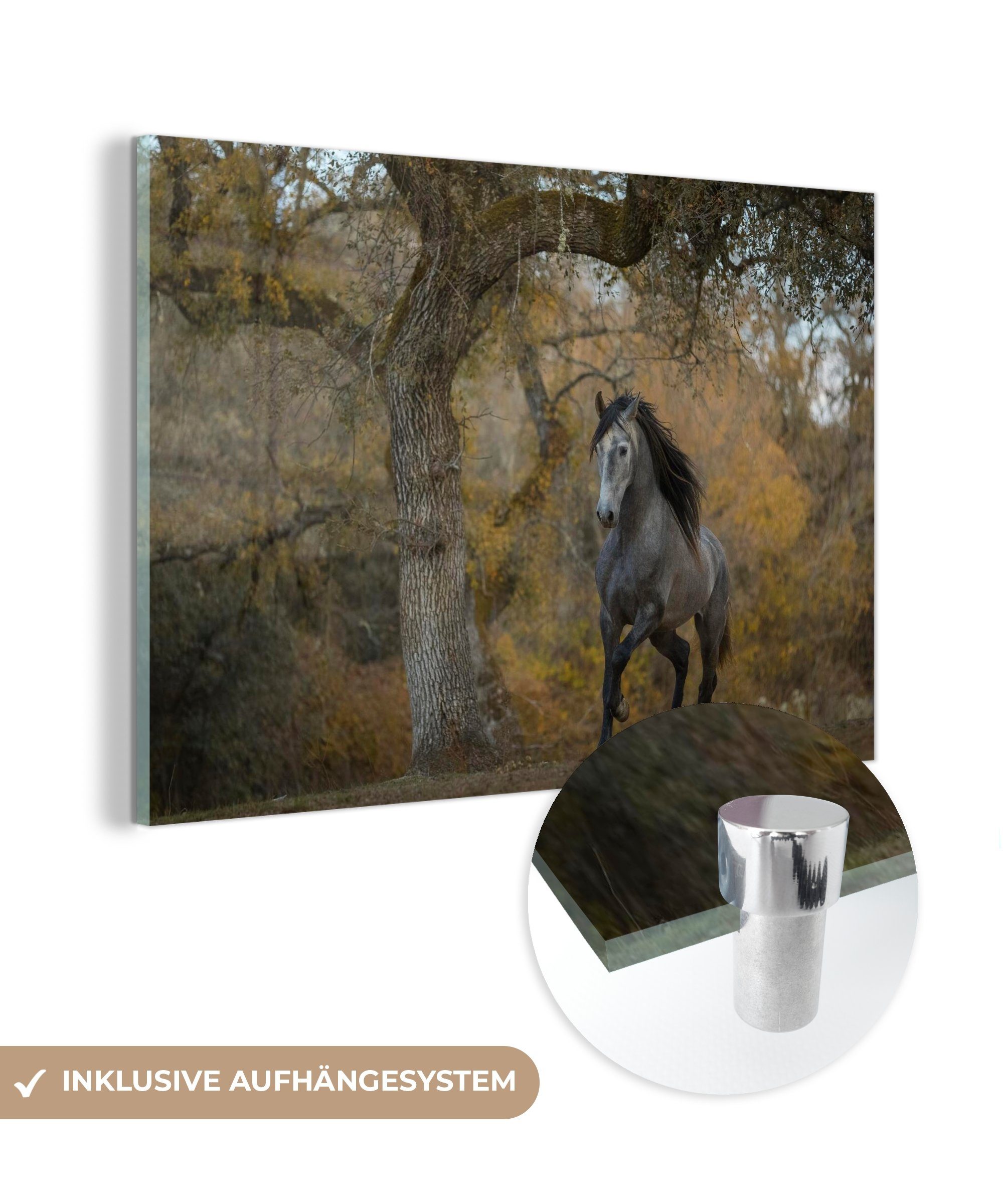 MuchoWow Acrylglasbild Pferd - Baum - Herbst - Andalusier, (1 St), Acrylglasbilder Wohnzimmer & Schlafzimmer