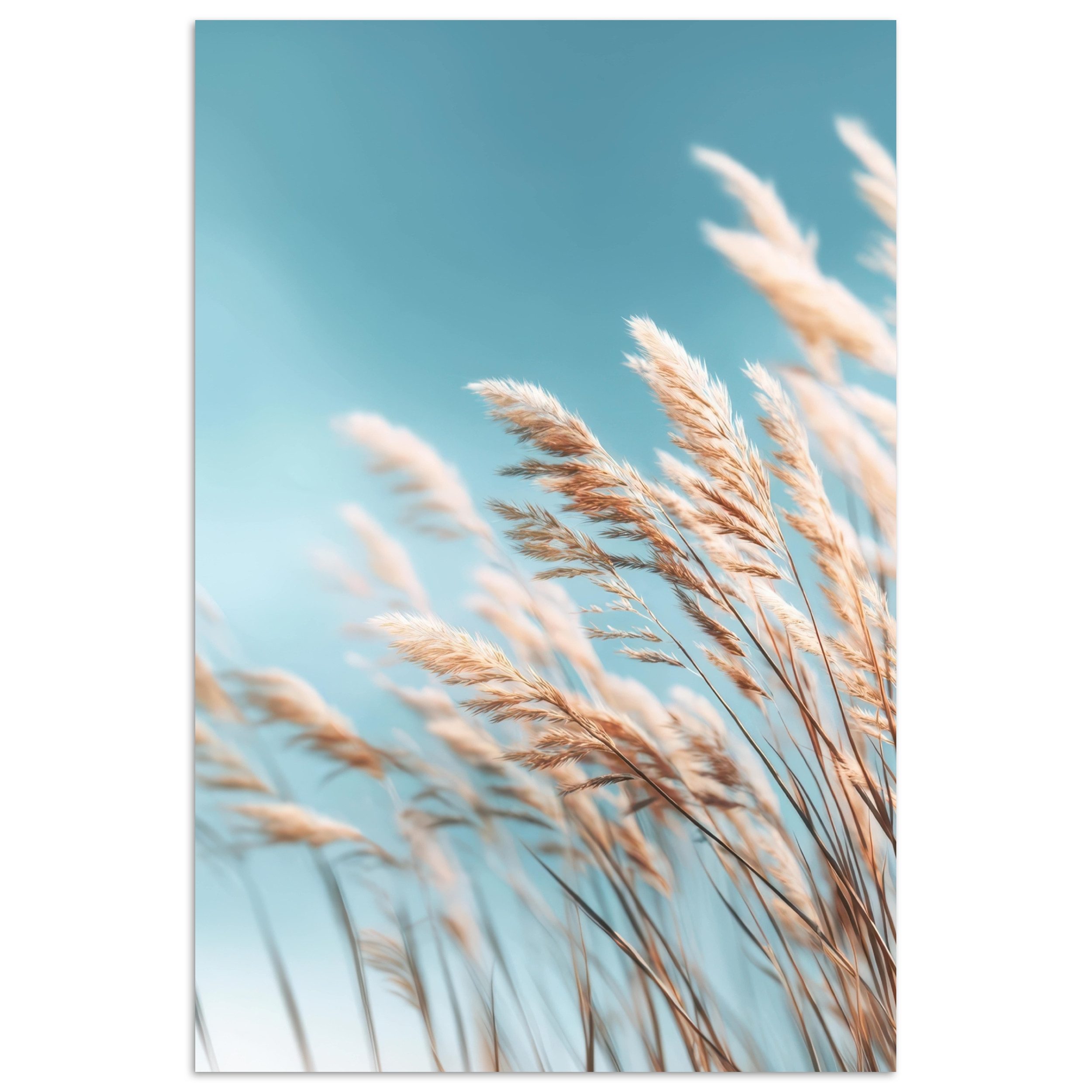 MuchoWow Poster Ziergras - Wind - Hellbraun, (1 St), Poster ohne Rahmen, Wandbild, Wandposter, 20x30 cm