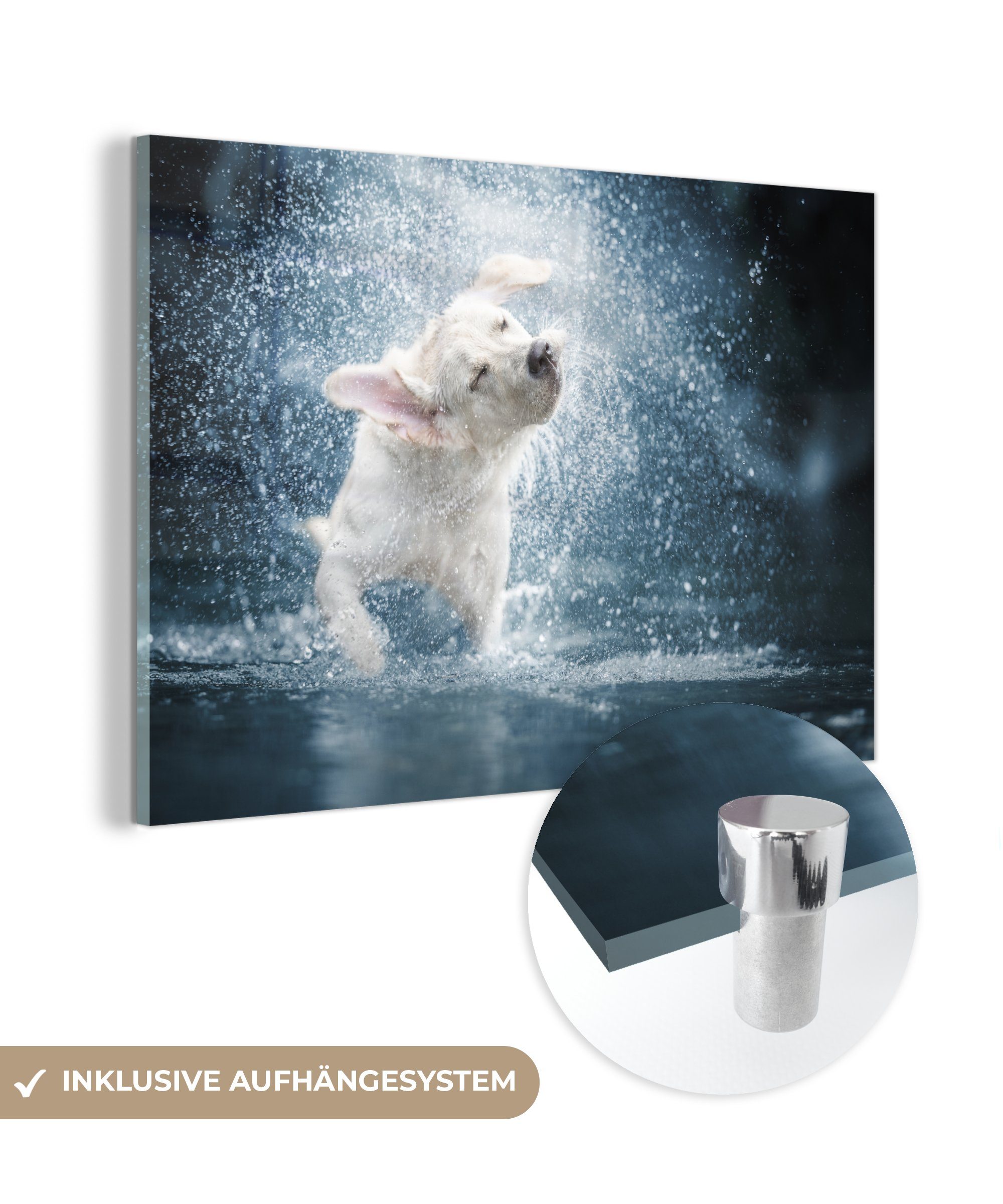 MuchoWow Acrylglasbild Labrador schüttelt Wasser ab, (1 St), Acrylglasbilder Wohnzimmer & Schlafzimmer