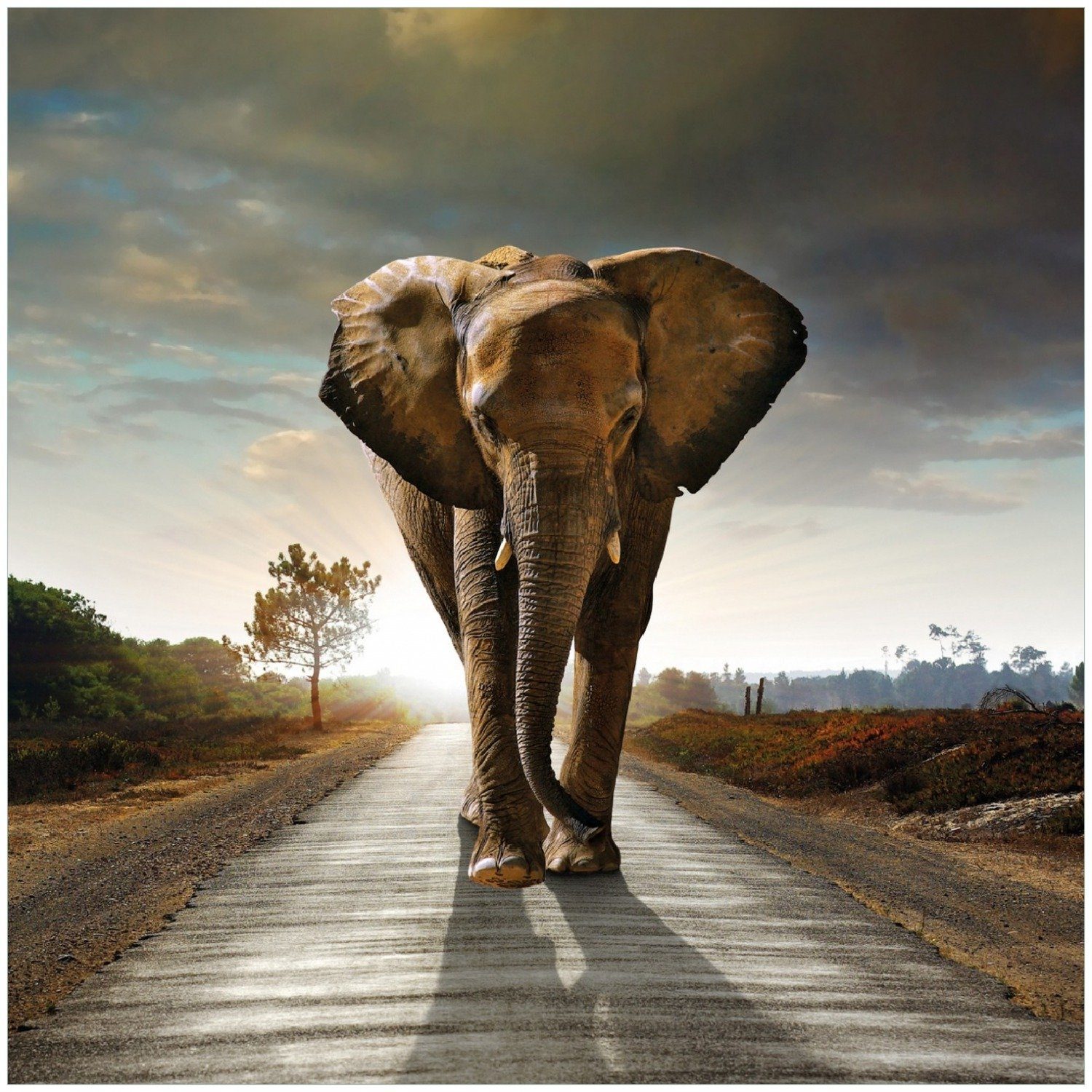 Sonderpreismarke Wallario Memoboard Elefant bei Sonnenaufgang Afrika in