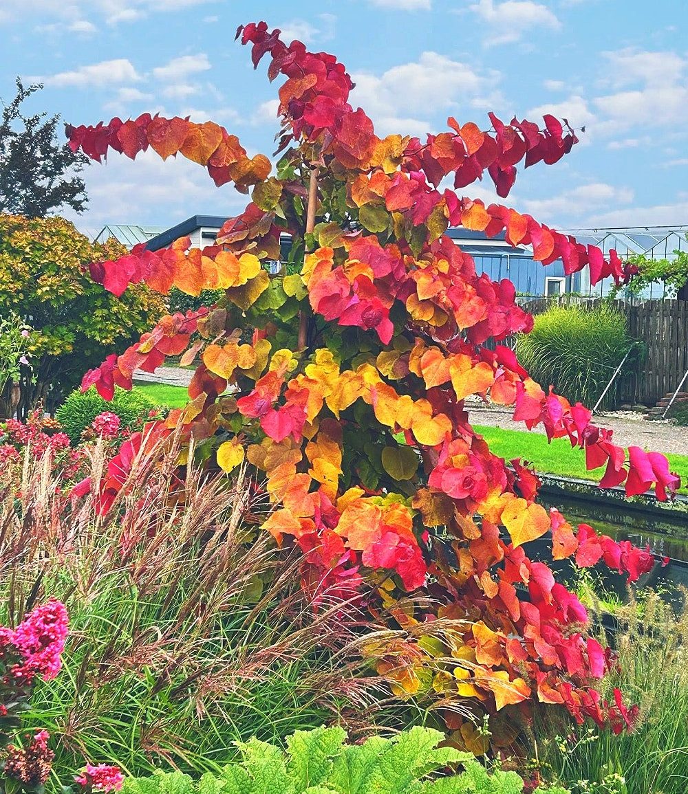 BALDUR Garten Zierstrauch Cercis 'Eternal Flame®',Judasbaum, 1 St., Canadensis,winterhart, mehrjährig, pflegeleicht, kübelgeeignet – Bild 2 von 2