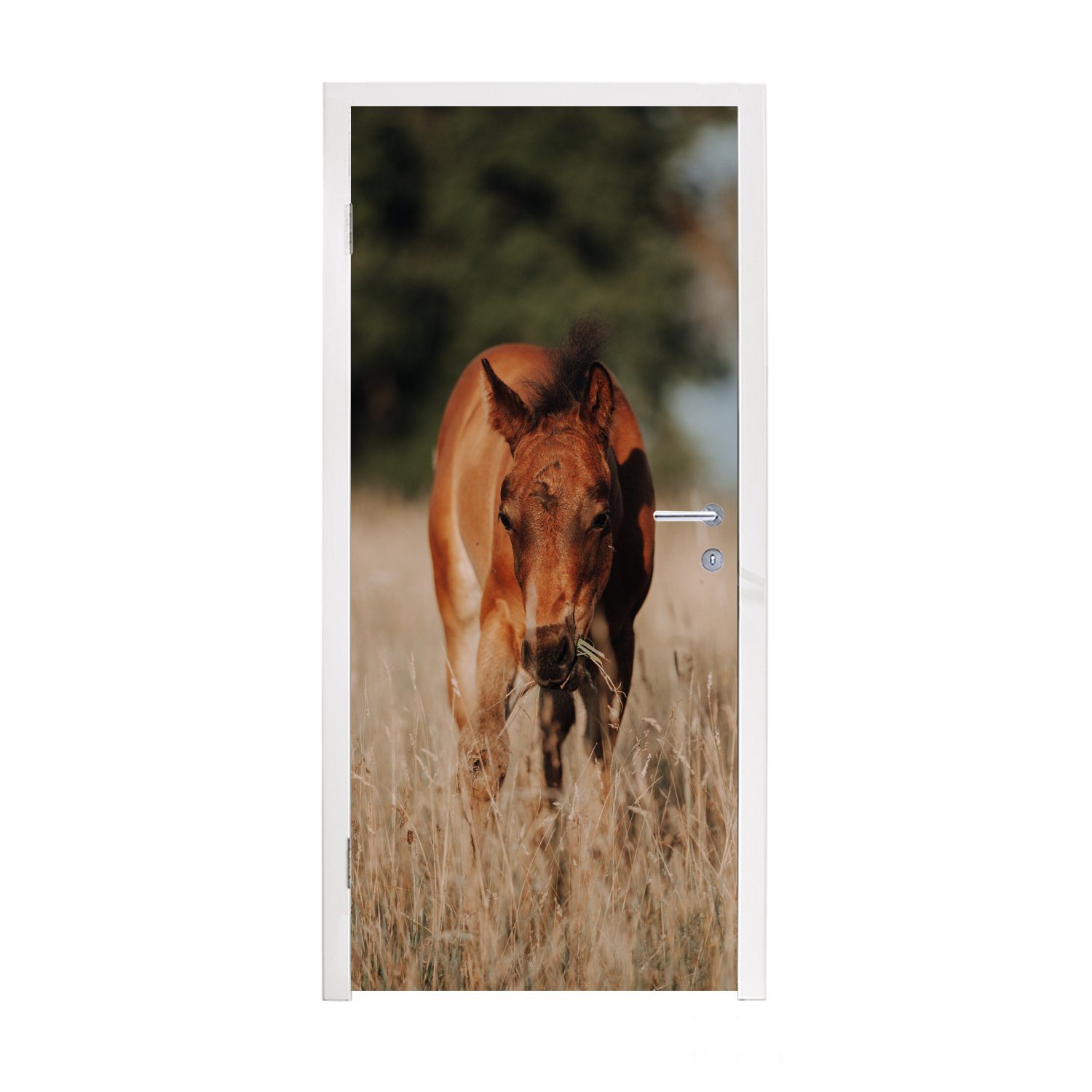 MuchoWow Türtapete Pferd - Sonne - Landschaft, Matt, bedruckt, (1 St), Fototapete für Tür, Türaufkleber, 75x205 cm