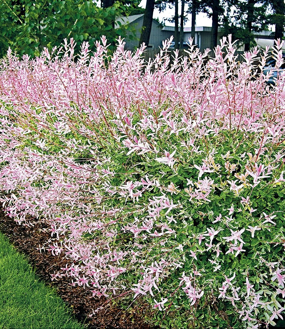 BALDUR Garten Hecken Salix-Hecke 'Hakuro Nishiki', im 9x9 cm Topf, 1 St., Harlekinweide, winterhart, mehrjährig, blickdicht