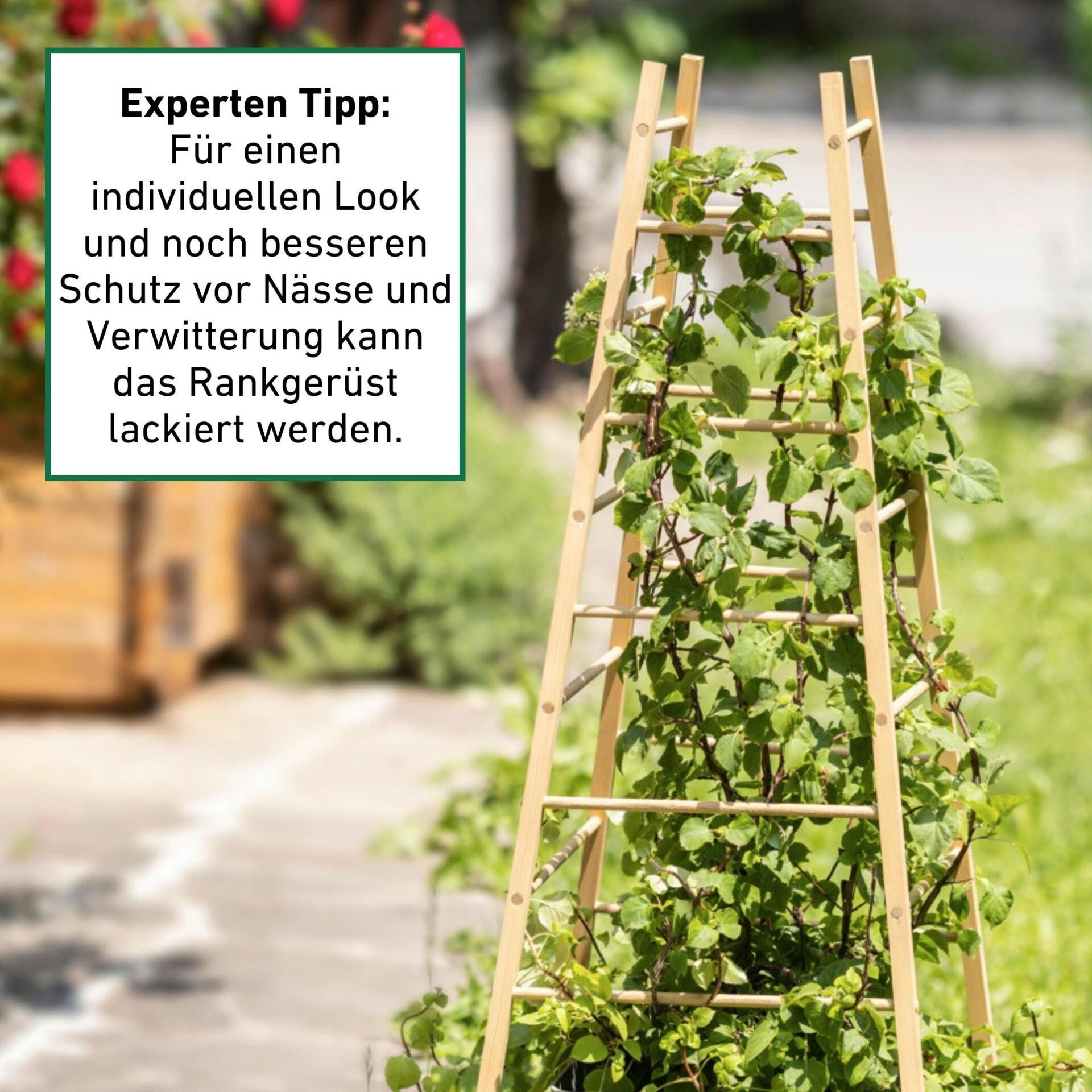 Windhager Rankgitter Pyramide, Holz-Rankgerüst für Blumen und Gemüsepflanzen, 1 St., Kletterhilfe für den Garten, 50 x 50 x 145 cm