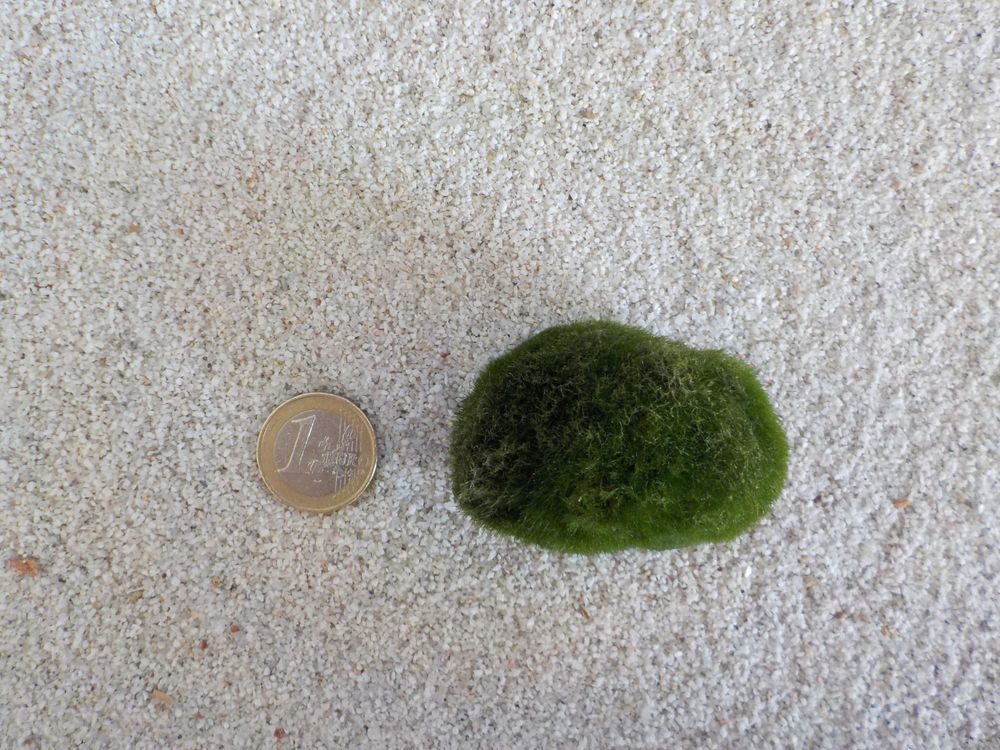 Aquaone Wasserpflanze Aquarium Pflanze Mooskugel L 4-7cm Aquariumpflanze Al günstig online kaufen