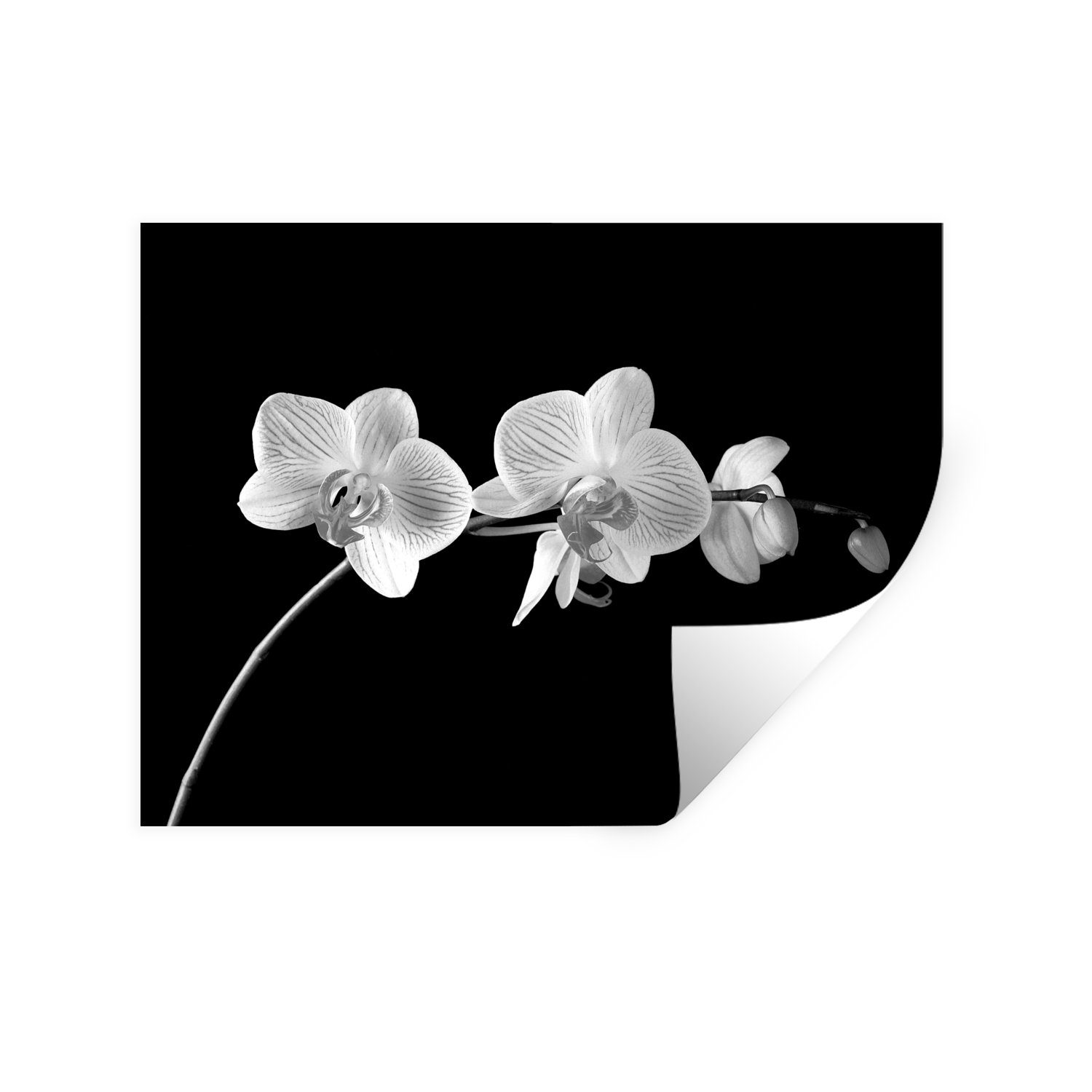 MuchoWow Wandsticker Orchidee - Blumen - Schwarz - Rosa - Knöpfe (1 St), Wandaufkleber, Wandtattoo, Selbstklebend, Wohnzimmer, Schlafzimmer