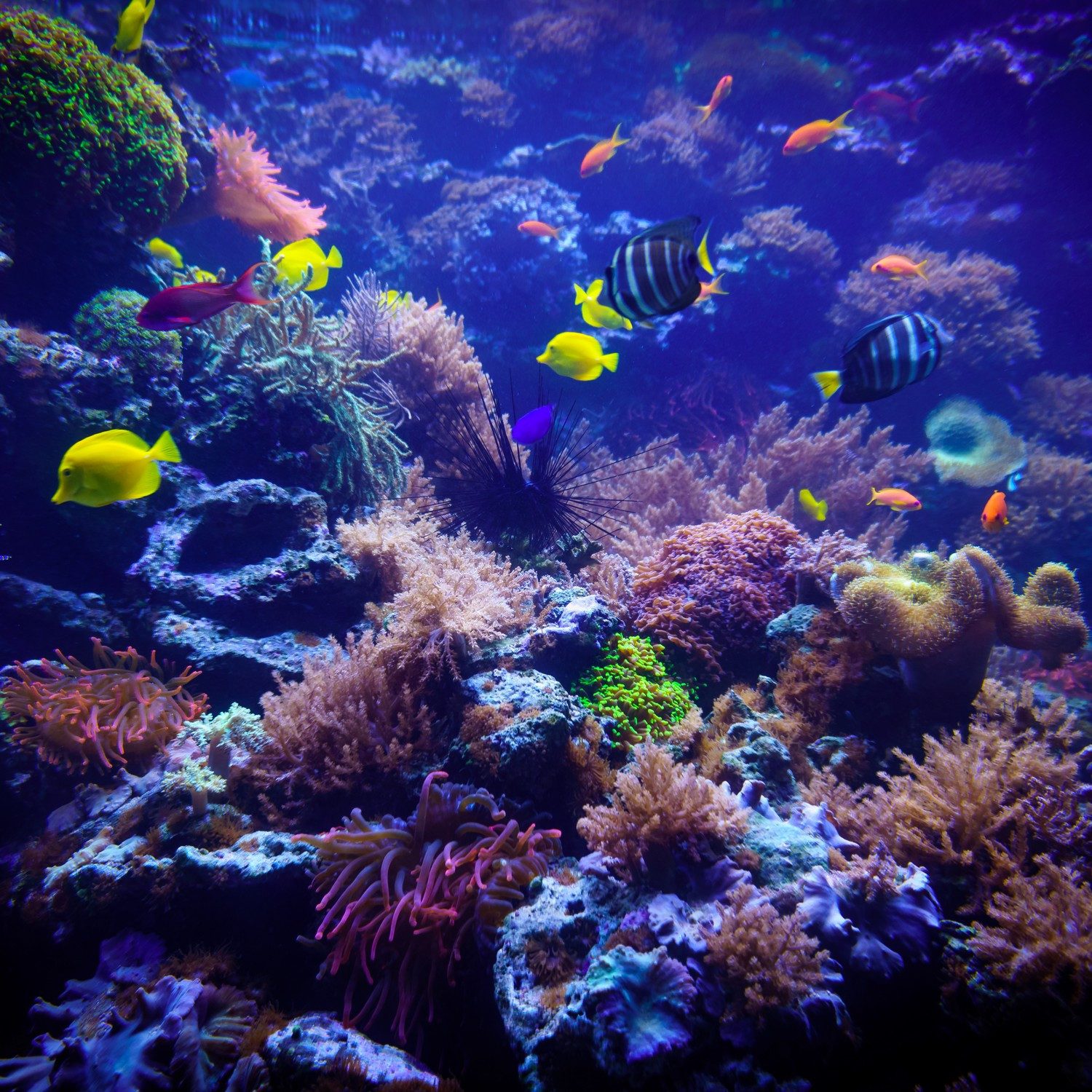 Wallario Möbelfolie Farbenwelt unter Wasser