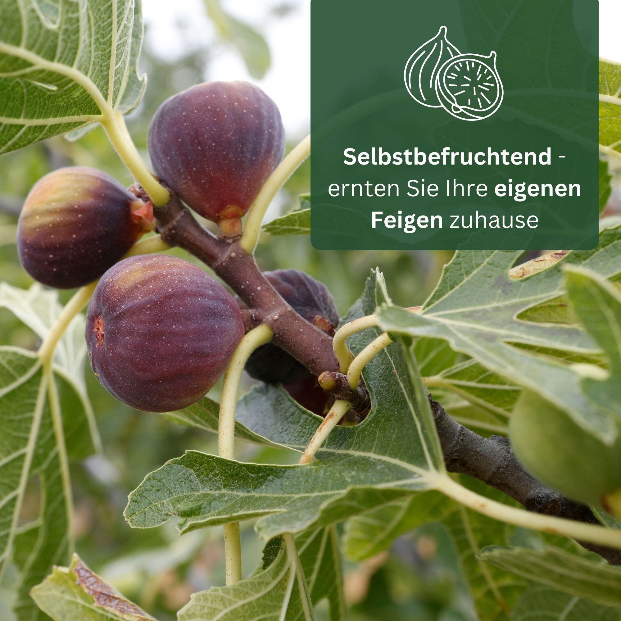 Meine Orangerie Feigenbaum Stämmchen - Ficus Carica "Bornholm" - Bornholmfeige, pflegeleicht und selbstbefruchtend, winterharte Feige in Gärtnerqualität