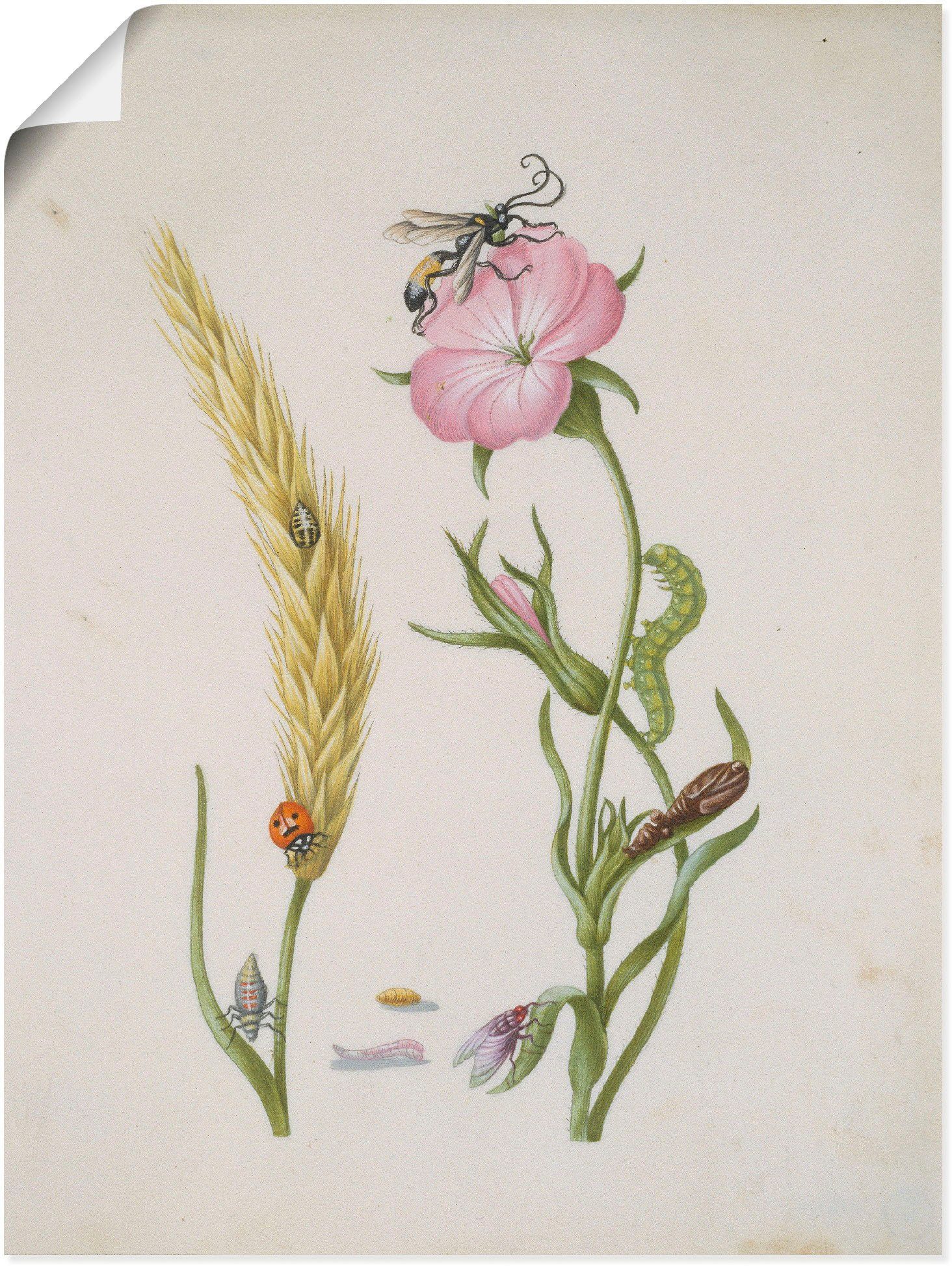Artland Kunstdruck Marienkäfer Kornrade Larven und Puppen., Pflanzen (1 St), als Leinwandbild, Wandaufkleber oder Плакат in versch. Größen