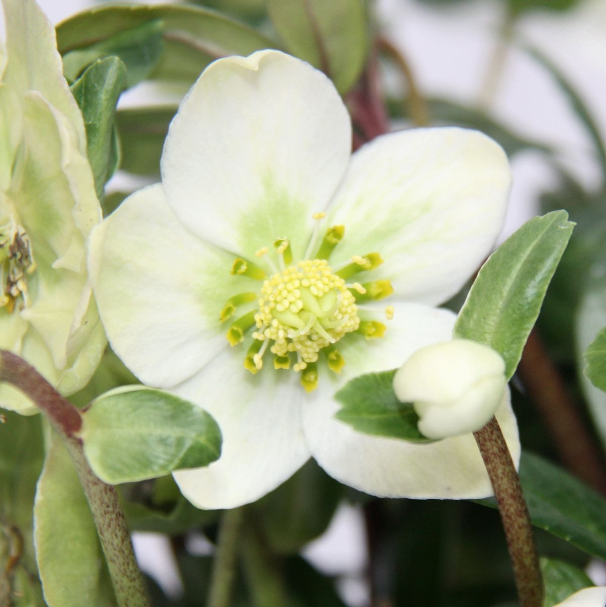 Exotenherz Rose Christrose Helleborus niger 9cm Topf günstig online kaufen