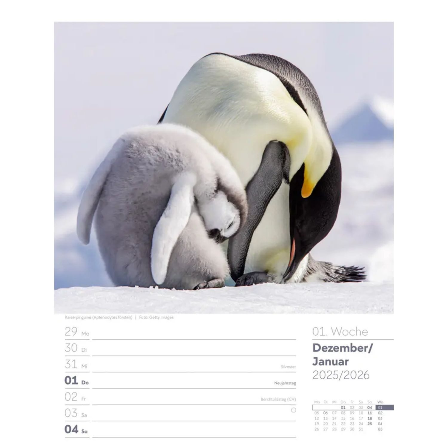 Alpha Edition - Niedliche Wellensittiche Kalender 2026