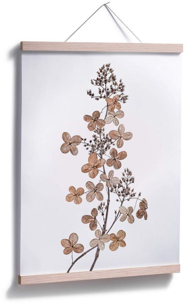 St) (1 Wall-Art Blumen Hortensie, Poster