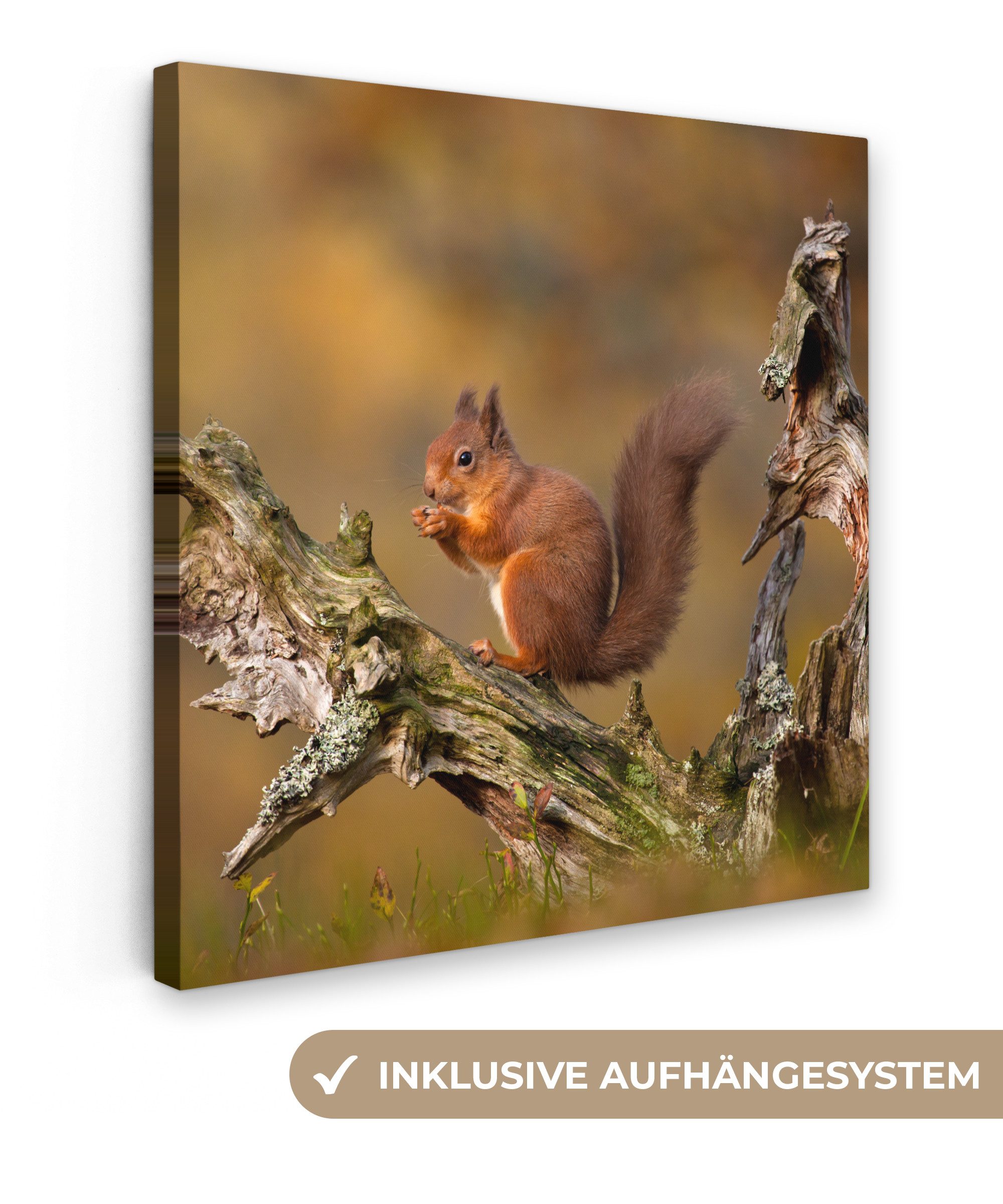 OneMillionCanvasses® Leinwandbild Rotes Eichhörnchen im Herbst, günstig online kaufen