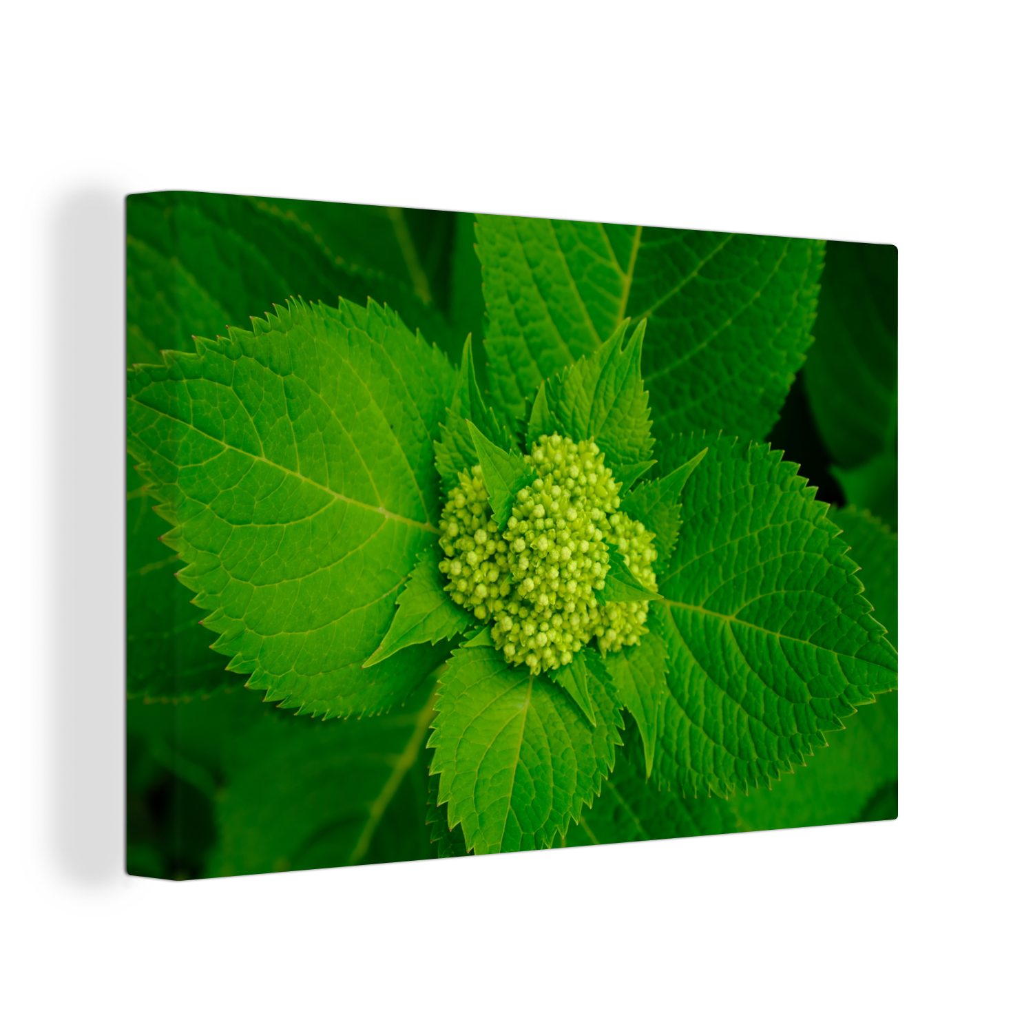 OneMillionCanvasses® Leinwandbild Foto der botanischen Hortensienpflanze, (1 St), Wandbild Leinwandbilder, Aufhängefertig, Wanddeko, 30x20 cm