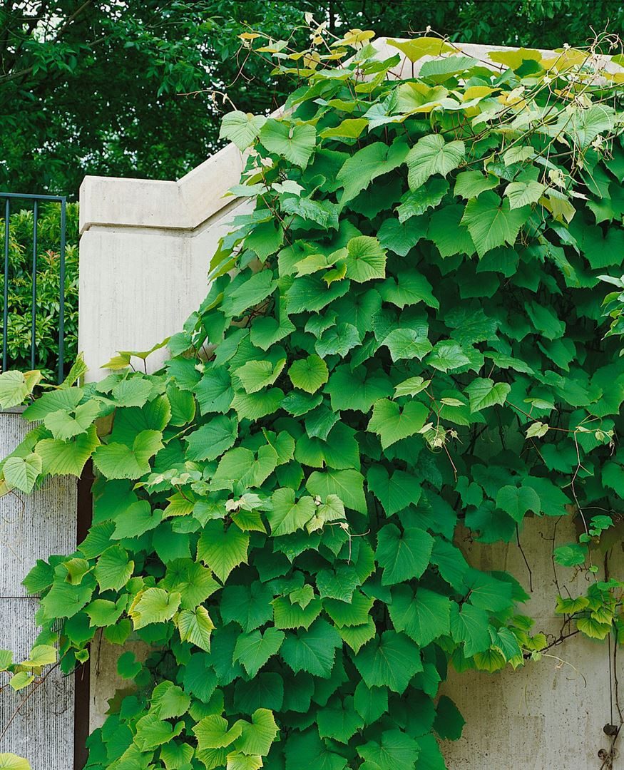 Pflanzen für Dich Obstpflanze Vitis vinifera coignetiae, 1 St., Japanische Weinrebe, Coignet-Rebe, rote Blätter, kletterpflanze