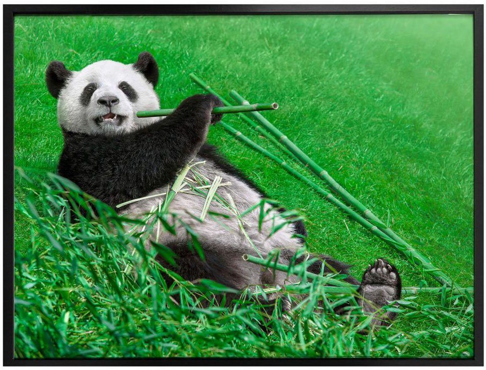 Wandposter (1 Poster Bild, Tiere Poster, Panda, St), Bambus Wall-Art Waldtiere Wandbild,