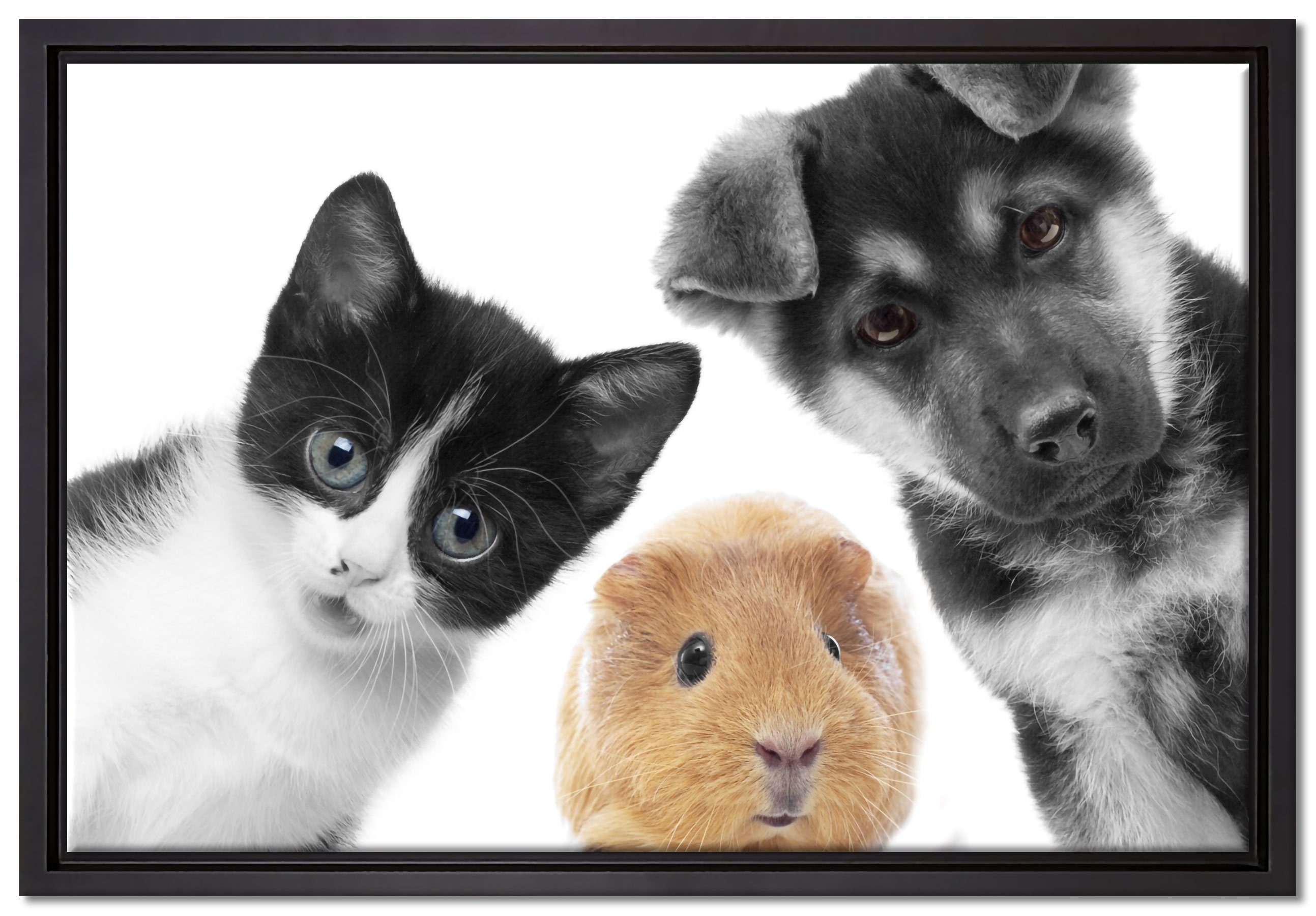 Pixxprint Leinwandbild Trio Hund Katze Meerschweinchen, Wanddekoration (1 St), Leinwandbild fertig bespannt, in einem Schattenfugen-Bilderrahmen gefasst, inkl. Zackenaufhänger