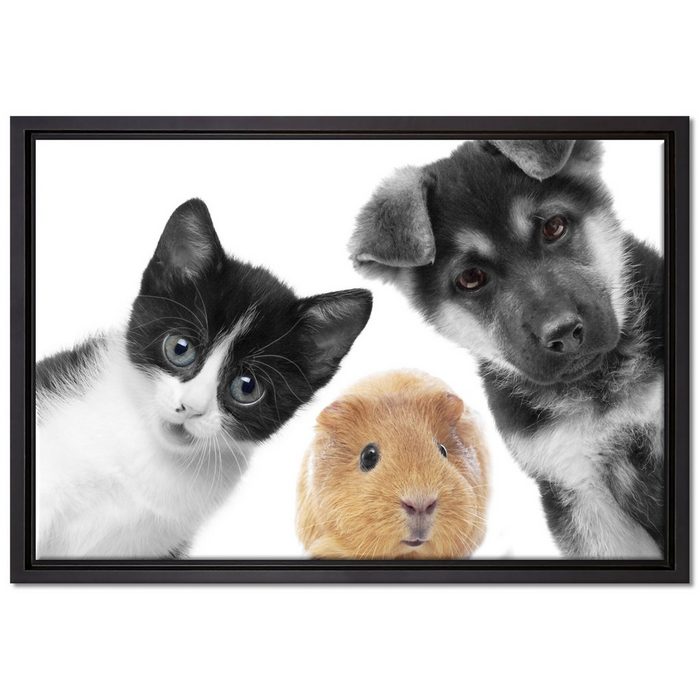 Pixxprint Leinwandbild Trio Hund Katze Meerschweinchen Wanddekoration (1 St) Leinwandbild fertig bespannt in einem Schattenfugen-Bilderrahmen gefasst inkl. Zackenaufhänger