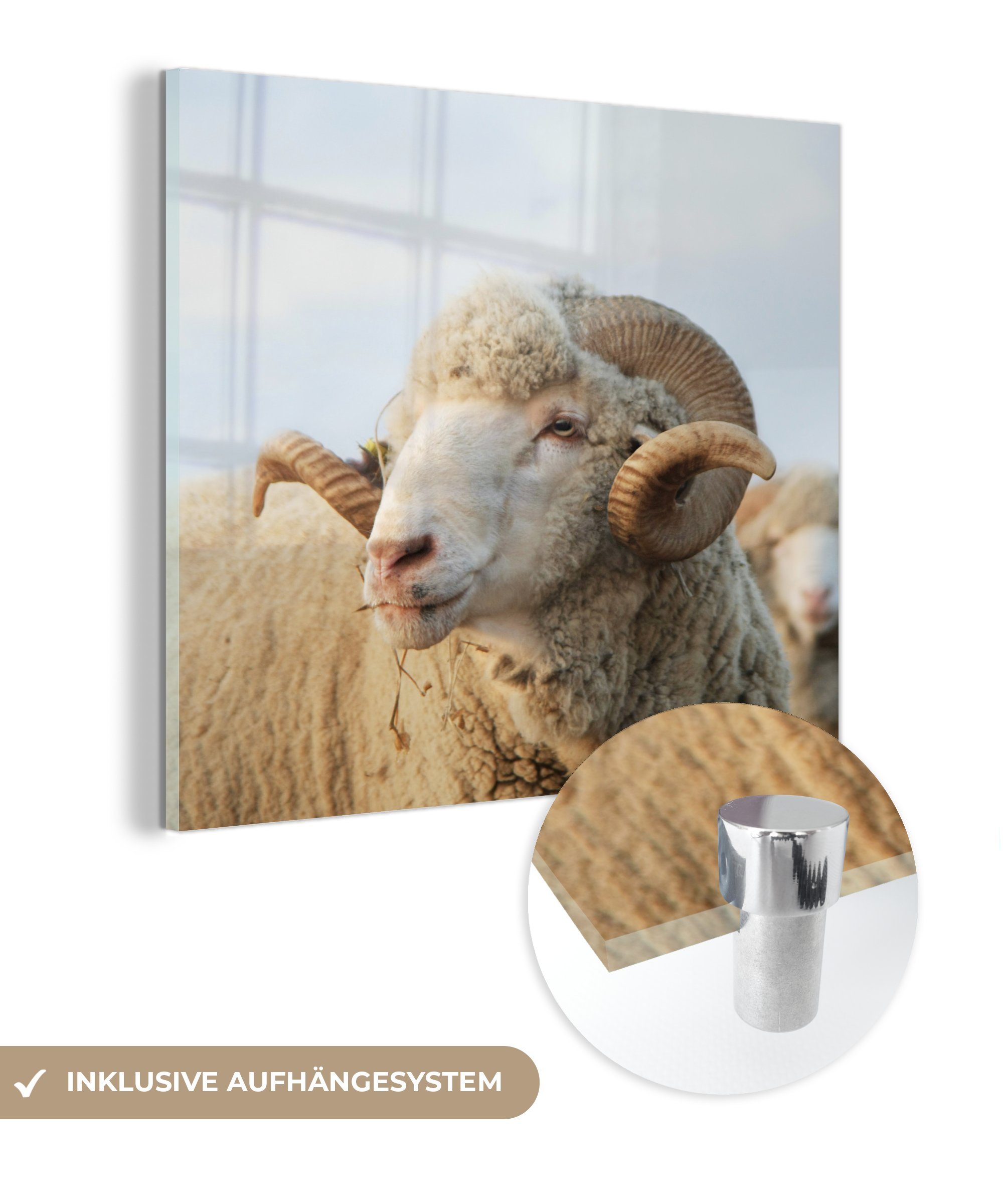 MuchoWow Acrylglasbild Schafe - Widder - Hörner, (1 St), Glasbilder - Bilder auf Glas Wandbild - Foto auf Glas - Wanddekoration