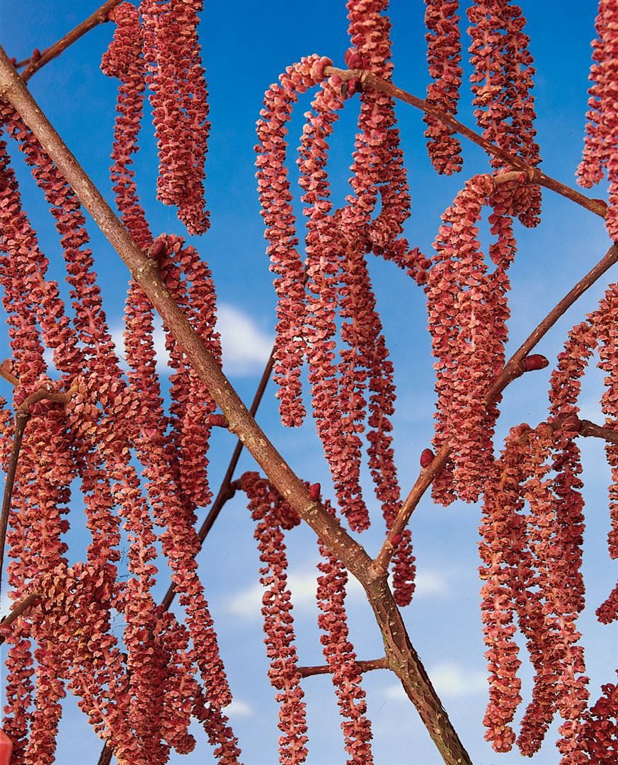 Pflanzen für Dich Gehölze Corylus avellana Rote Zellernuß, 1 St., Rote Zellernuss, Haselnuss, Gemeine Hasel