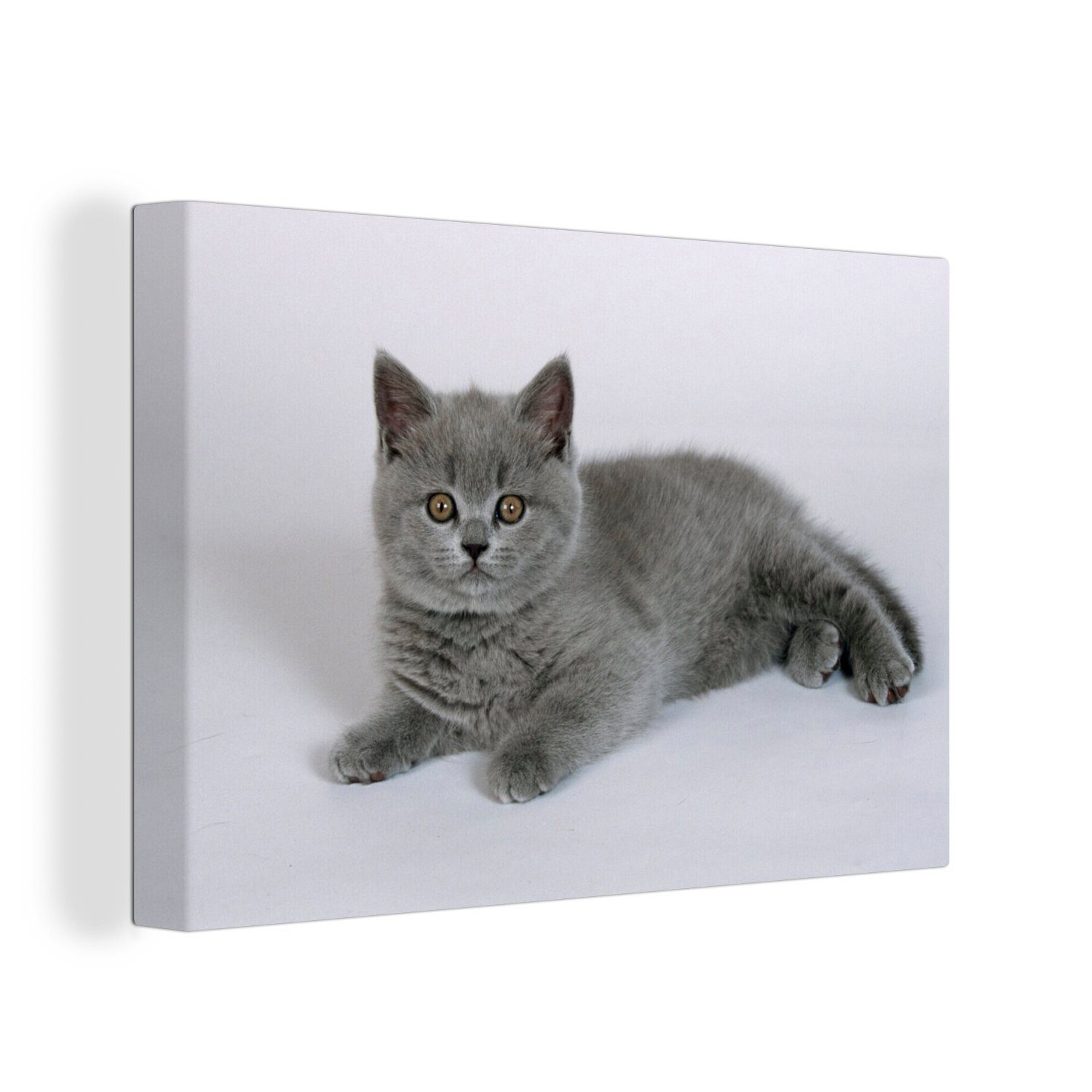 OneMillionCanvasses® Leinwandbild Liegendes Britisch-Kurzhaar-Kätzchen, (1 St), Wandbild Leinwandbilder, Aufhängefertig, Wanddeko, 30x20 cm