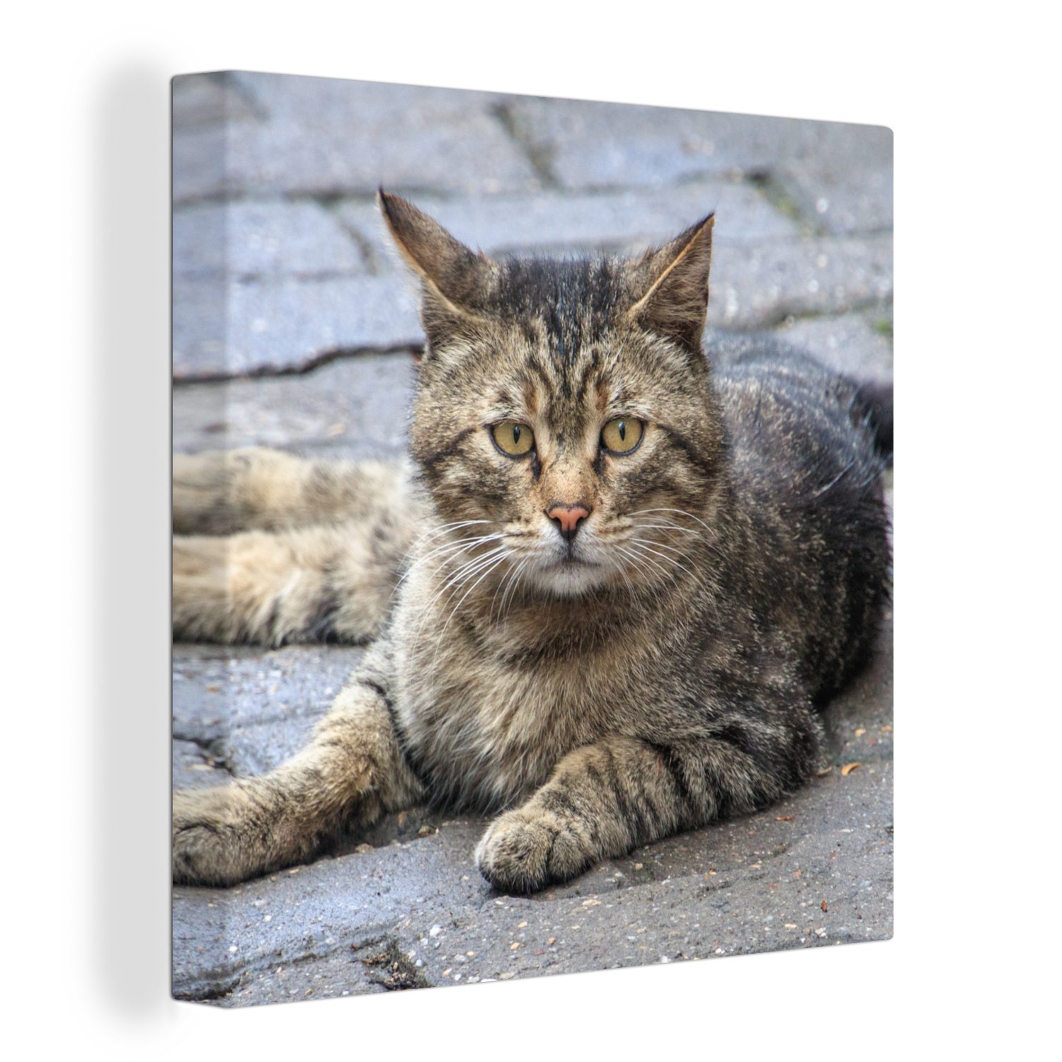 OneMillionCanvasses® Leinwandbild Katze - Tier - Braun - Mädchen - Kinder - Jungen - Kind, (1 St), Leinwand Bilder für Wohnzimmer Schlafzimmer bunt