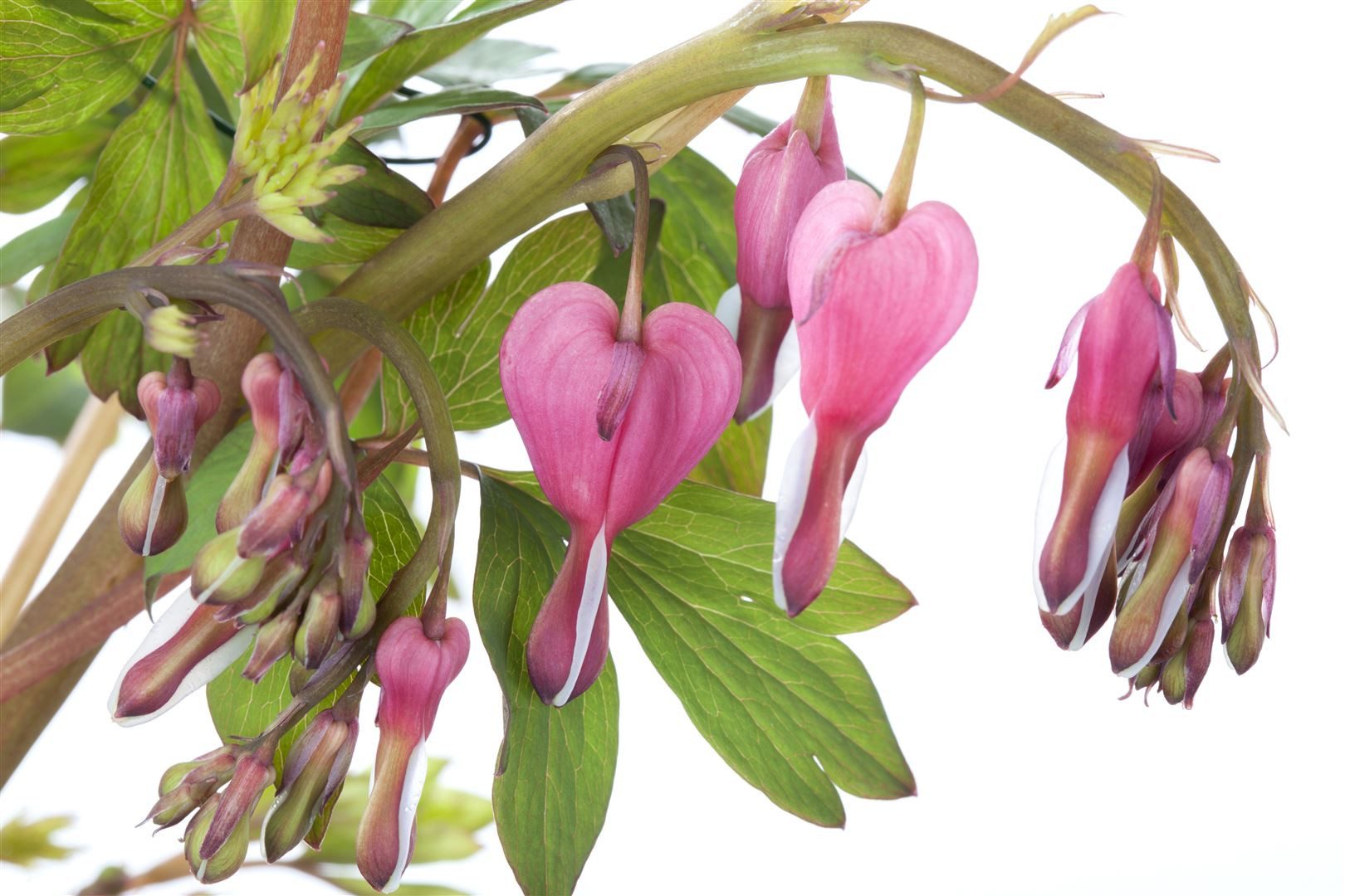 Pflanzen für Dich Staude Dicentra spectabilis, 1 St., Tränendes Herz, Herzblume – Bild 4 von 5