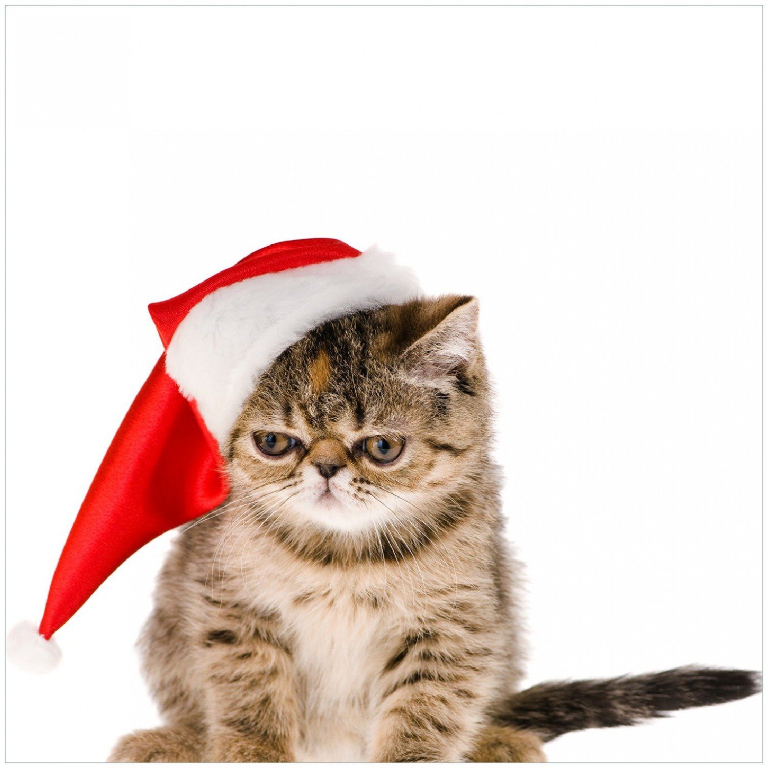 Wallario Memoboard Ich hasse Weihnachten - mürrische Katze mit Weihnachtsmütze