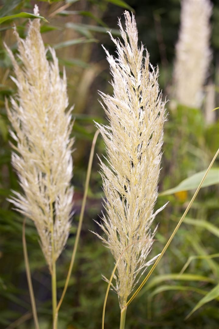 Pflanzen für Dich Gräser Cortaderia sel. Golden Comet, 1 St., Pampasgras, goldgelb, winterhart