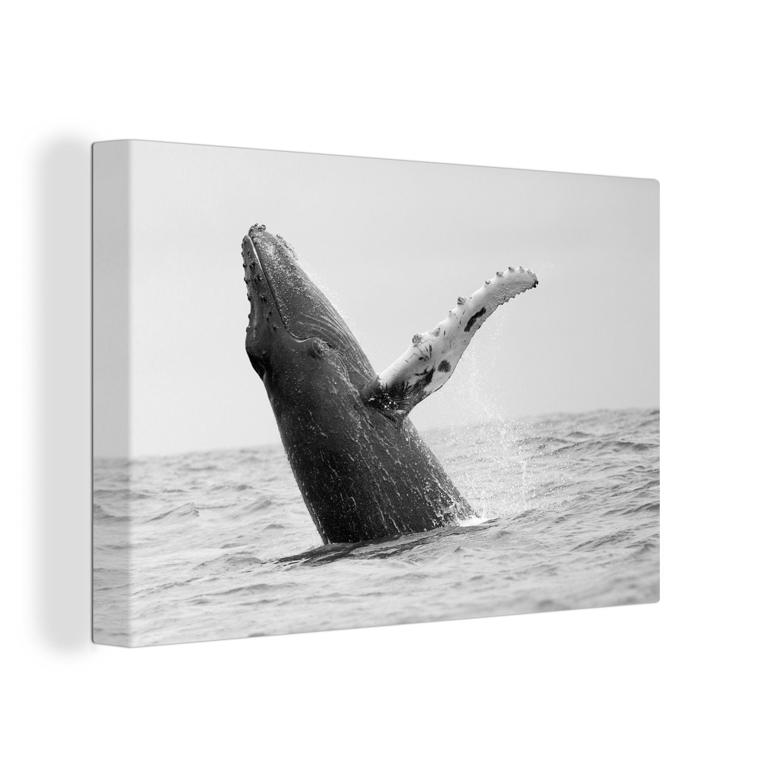 OneMillionCanvasses® Leinwandbild Buckelwal im Meer bei Costa Rica in schwarz-weiß, (1 St), Wandbild Leinwandbilder, Aufhängefertig, Wanddeko, 30x20 cm