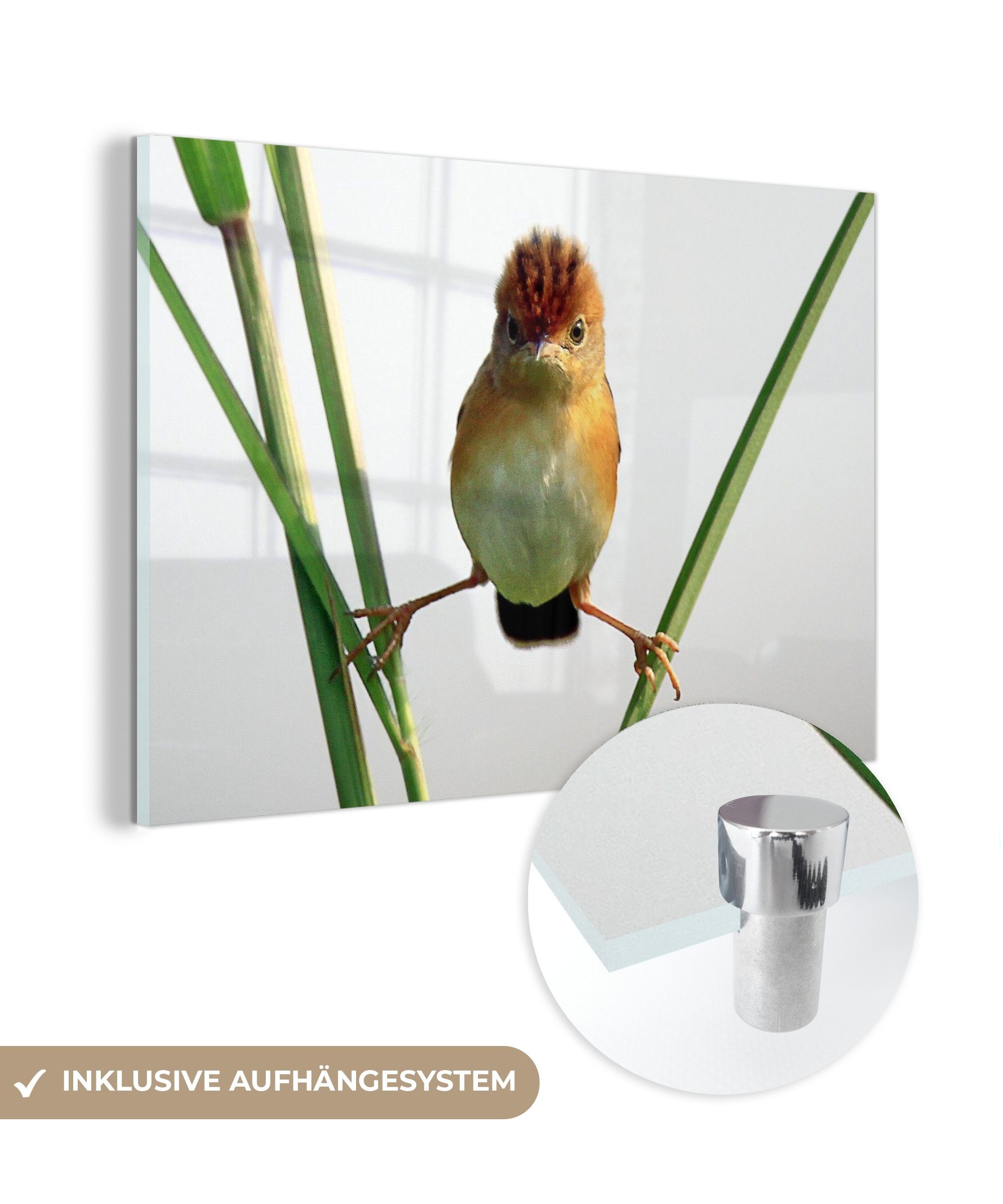 MuchoWow Acrylglasbild Vogel - Natur - Tiere, (1 St), Acrylglasbilder Wohnzimmer & Schlafzimmer
