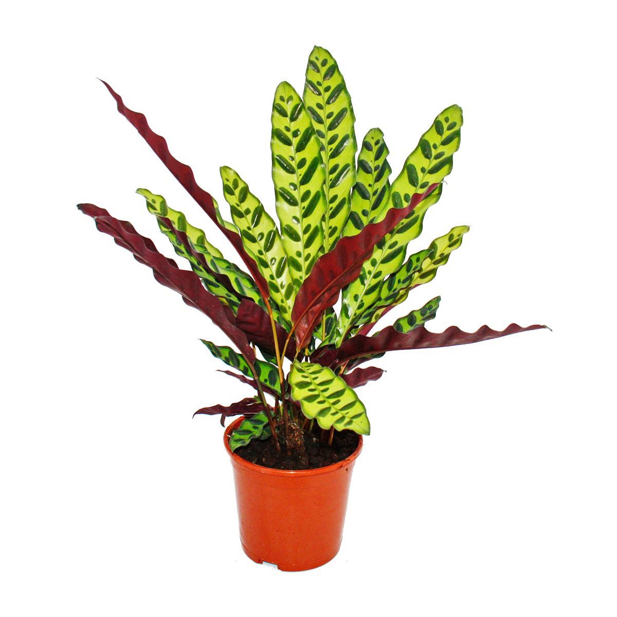Exotenherz Zimmerpflanze Schattenpflanze Calathea lancifolia 14cm Topf ca. 50cm hoch