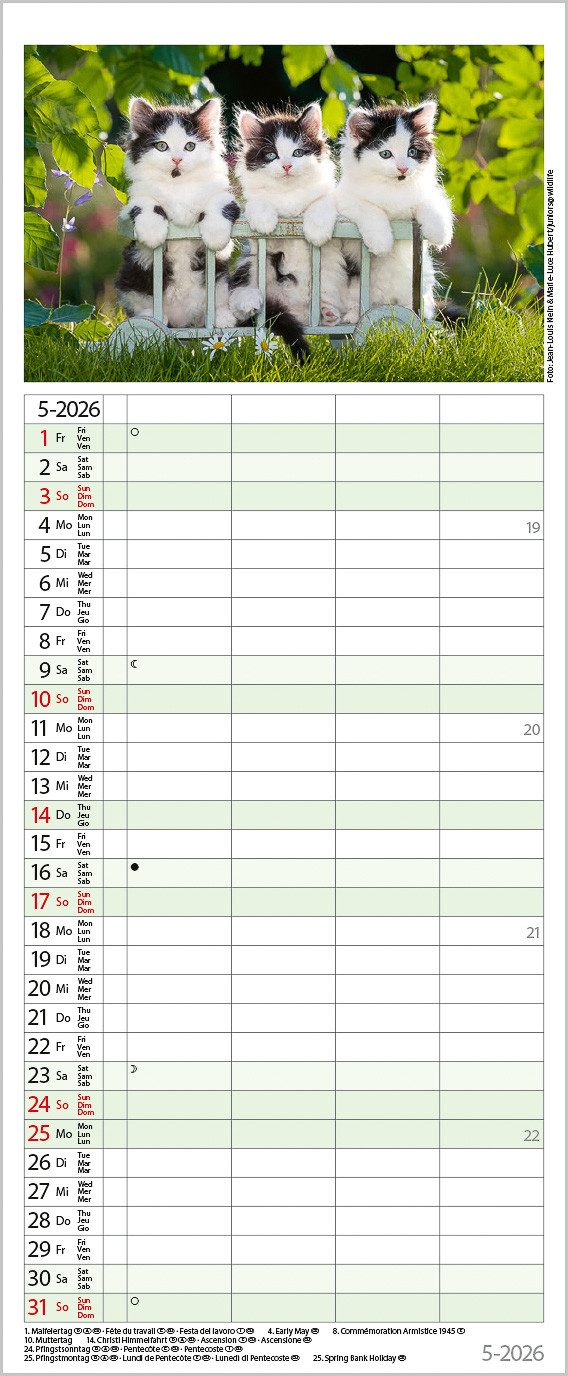 Korsch Verlag Familienkalender Korsch Kalender Auf Samtpfoten durch's Jahr 2026