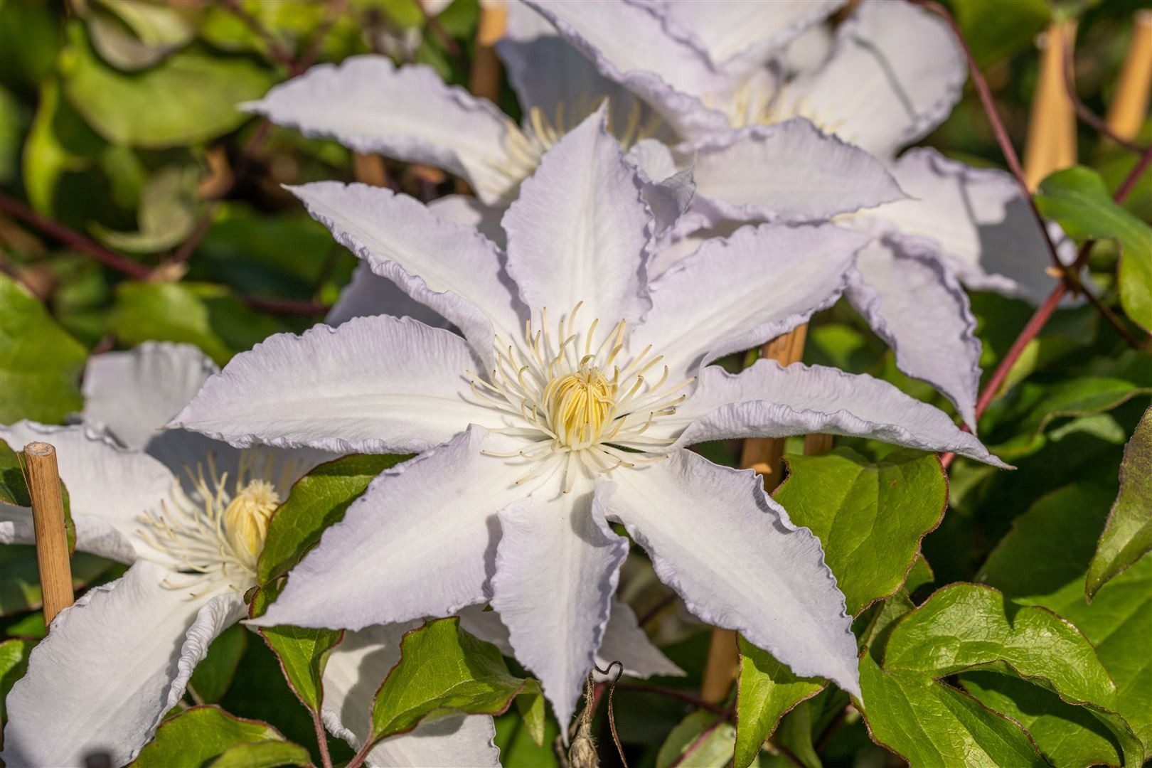 Pflanzen für Dich Kletterpflanze Clematis Hybride Destiny, 1 St., Clematis, Waldrebe, violettblühend, kletterpflanze