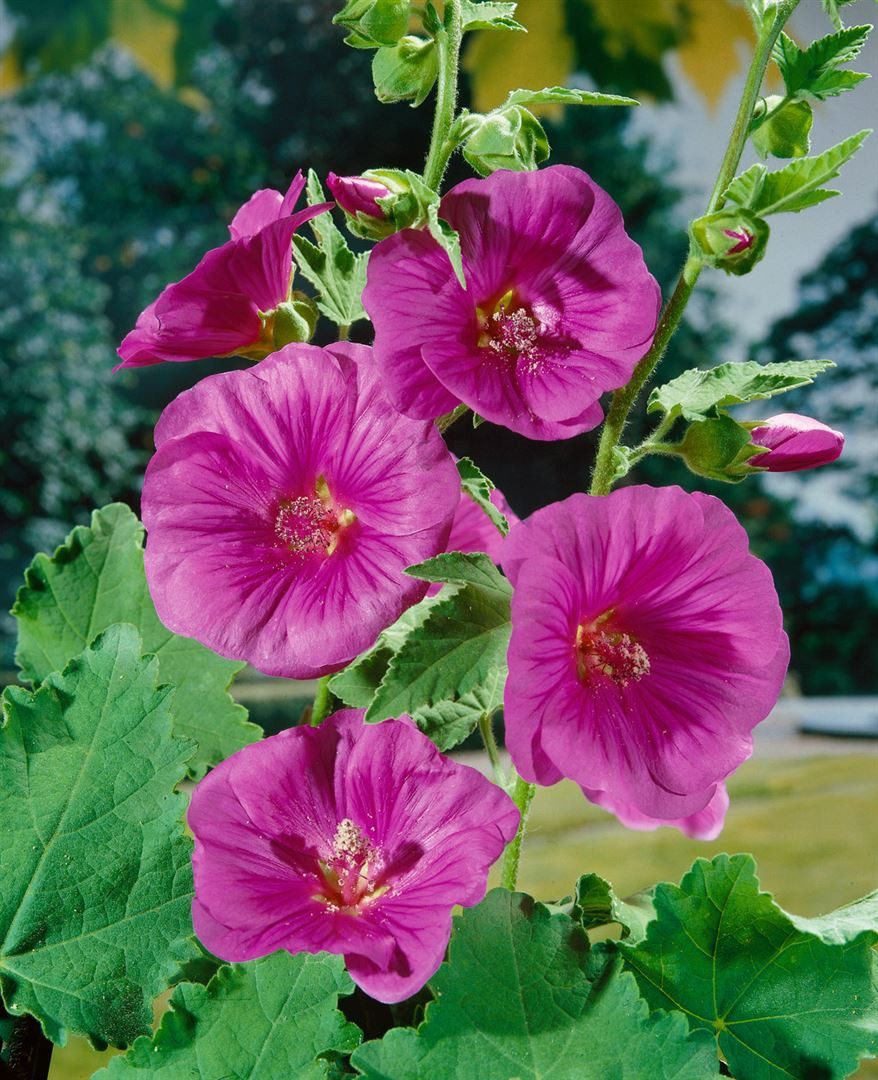 Pflanzen für Dich Staude Lavatera olbia Bredon Springs, 1 St., Buschmalve, Strauchmalve