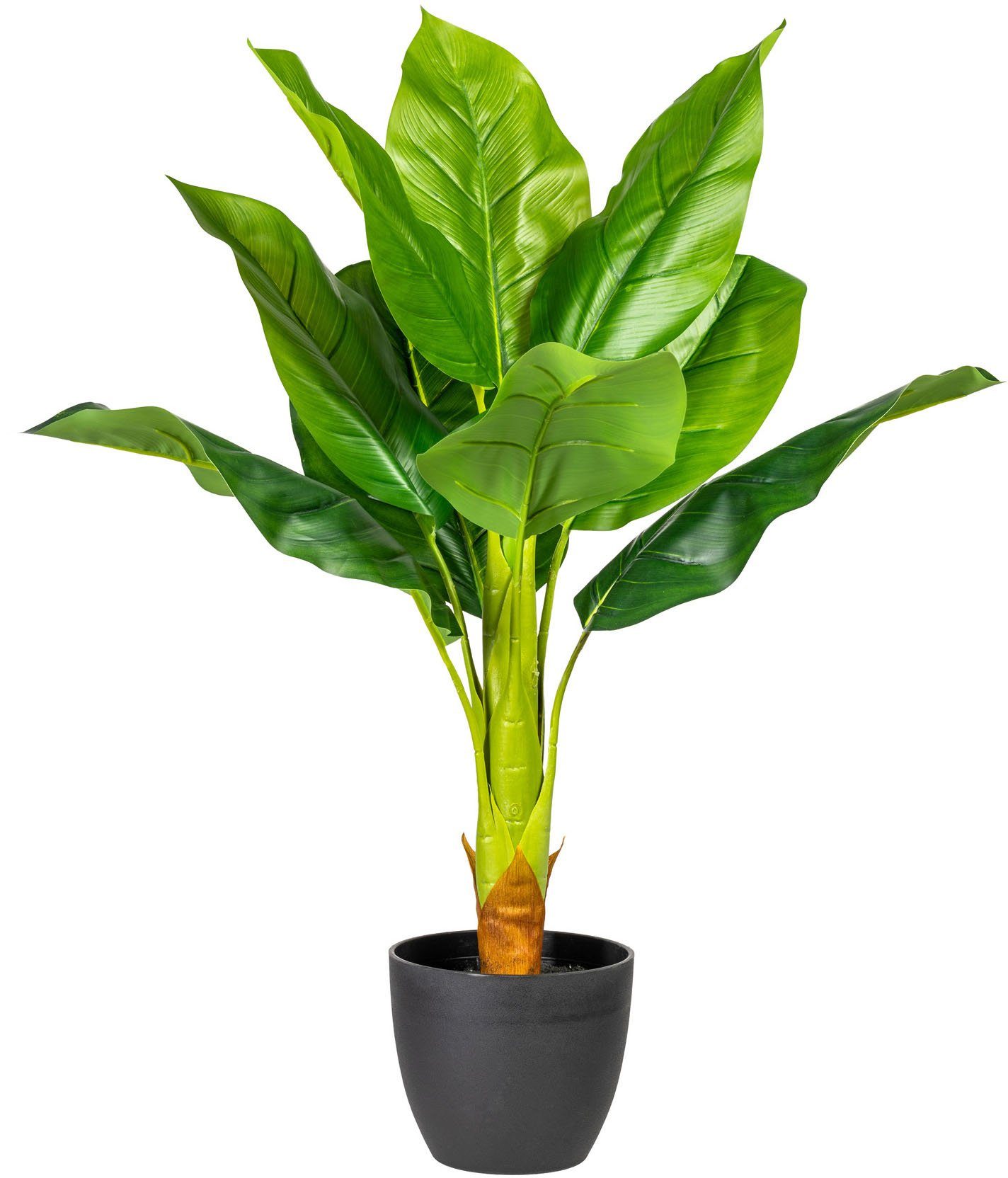 Kunstpflanze »Sammy« Bananenpflanze, my home, Höhe 70 cm, im Topf online  kaufen | OTTO