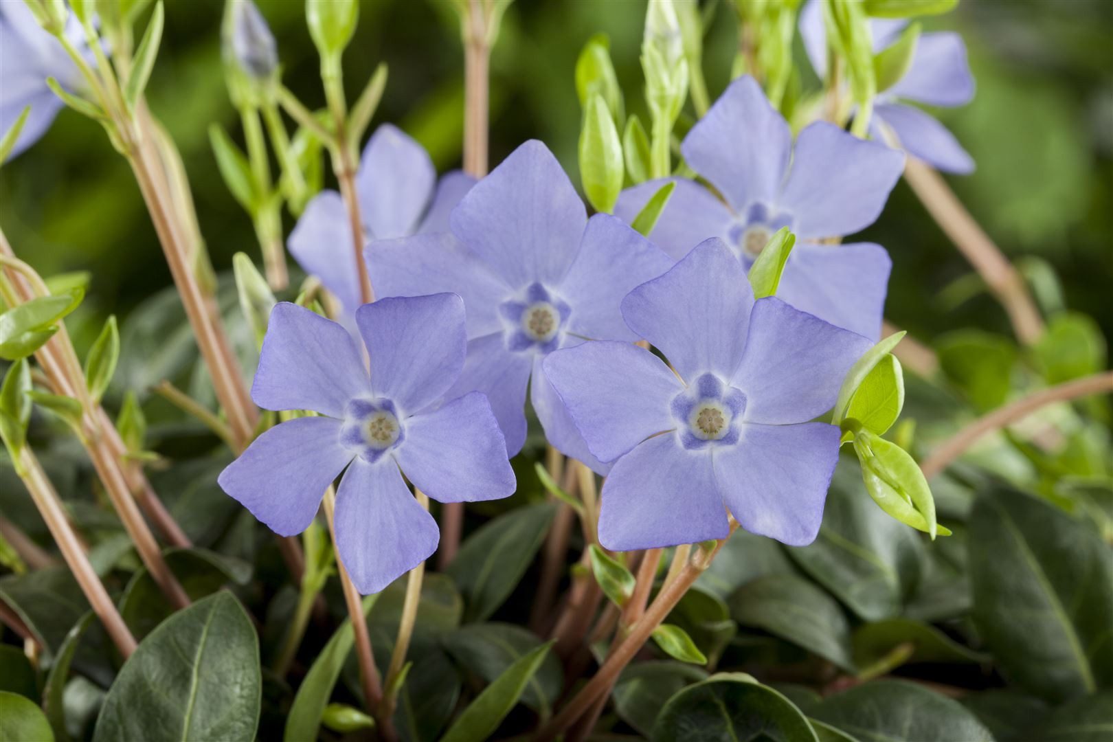 Pflanzen für Dich Bodendecker Vinca minor, 1 St., Kleines Immergrün, Immergrün, Zwergrün, immergrün, bodendecker