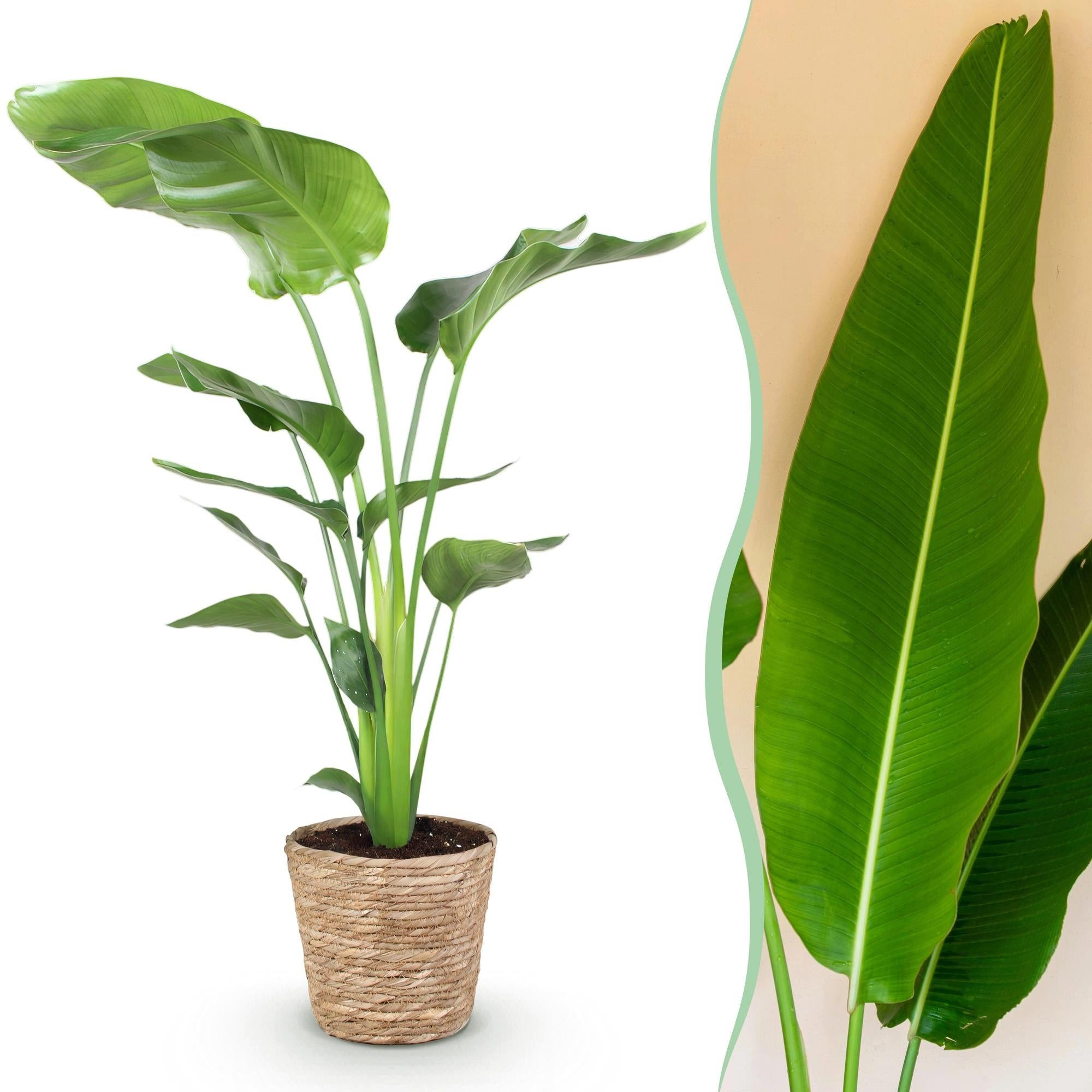 Florora Zimmerpflanze Strelitzia nicolai – Paradiesvogelblume – 120 cm