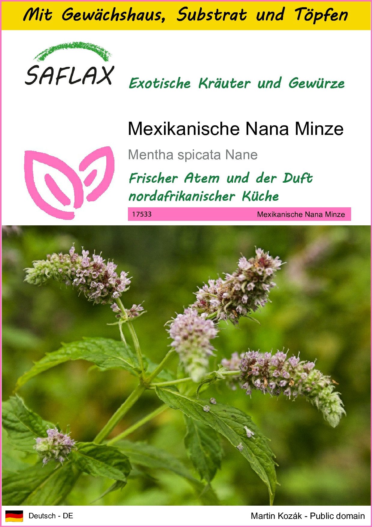 SAFLAX Kräutersamen SAFLAX - Anzuchtset - Mexikanische Nana Minze