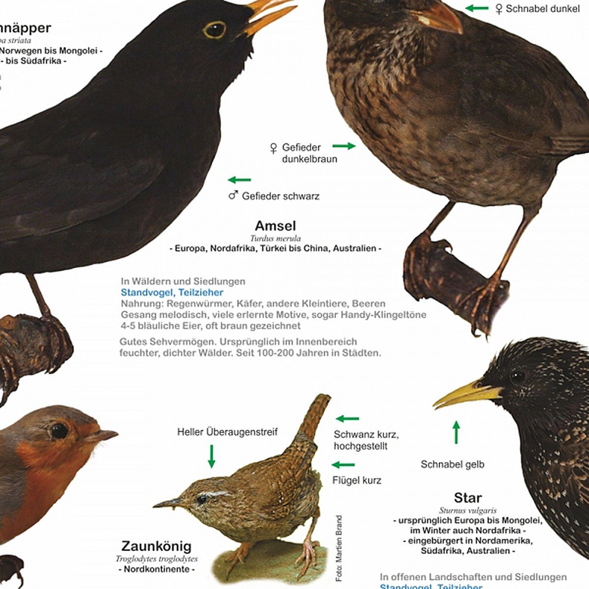 Close Up Poster Einheimische Gartenvögel Poster deutsch DIN A1 84,1 x 59,4