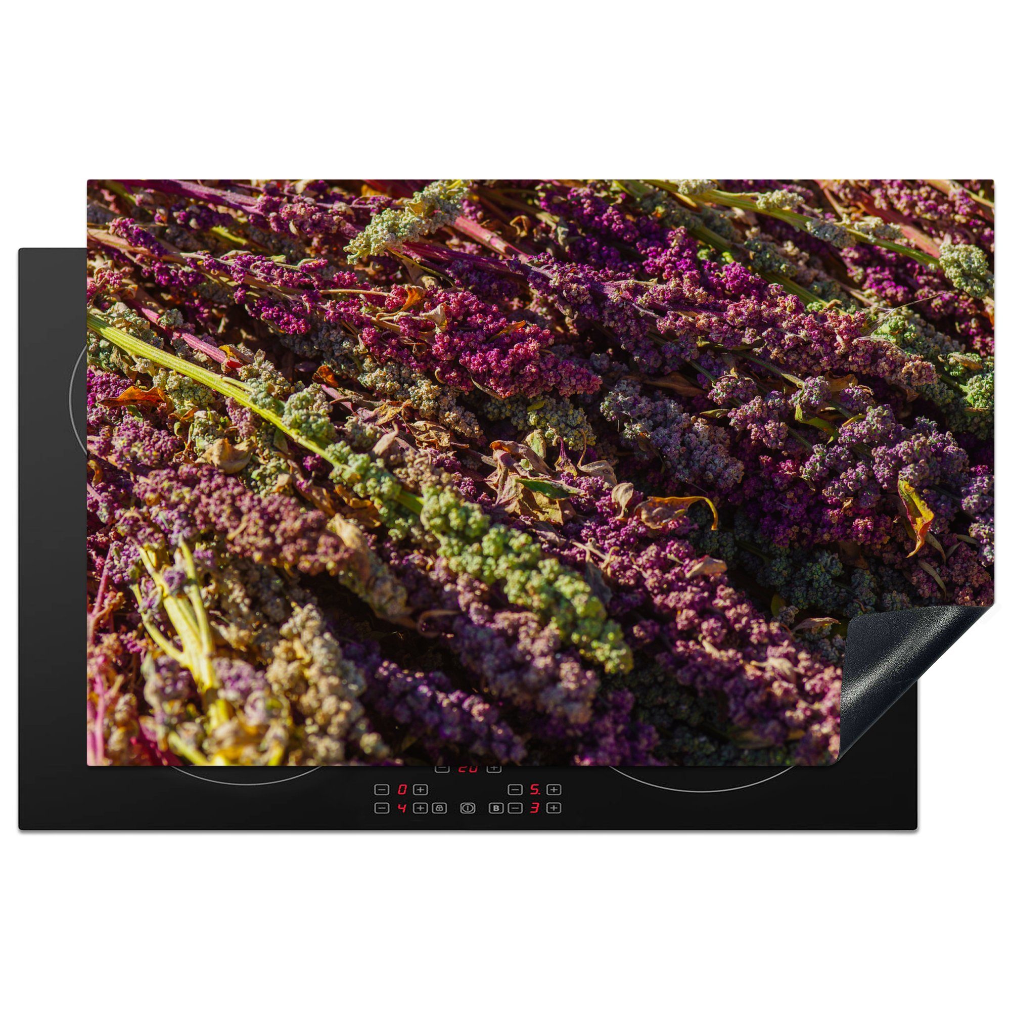 Farben tlg), Quinoa-Pflanzen Ceranfeldabdeckung küche, (1 einem die Herdblende-/Abdeckplatte Induktionskochfeld MuchoWow 81x52 Haufen, der in Violette Schutz Vinyl, für cm,