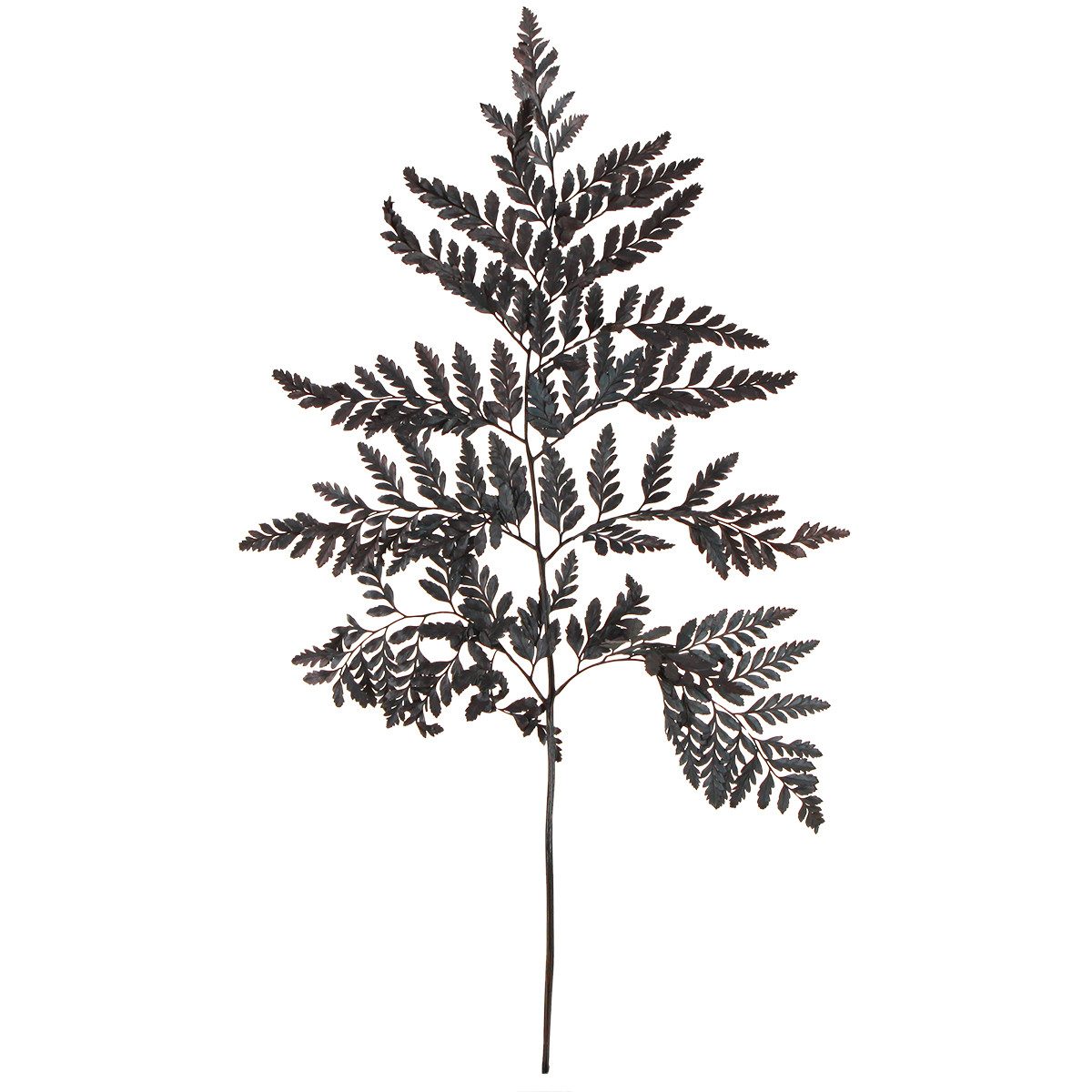 Trockenblume Schwarze Echte Farnwedel 45cm 10 St - Dekoration Eleganz, 10 S günstig online kaufen