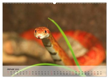 CALVENDO Wandkalender Kleine Reptilien (Premium, hochwertiger DIN A2 Wandkalender 2023, Kunstdruck in Hochglanz)